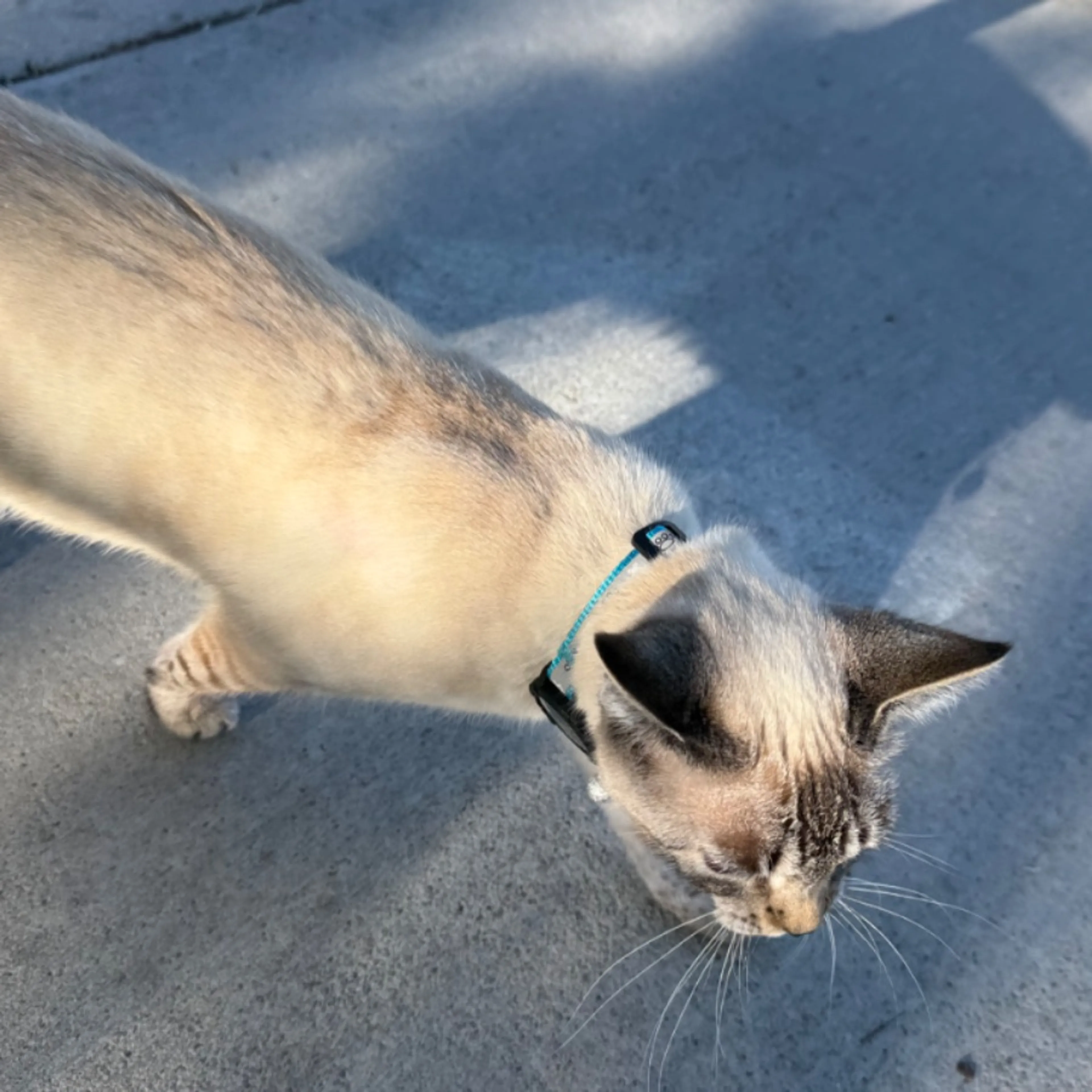 Found pet