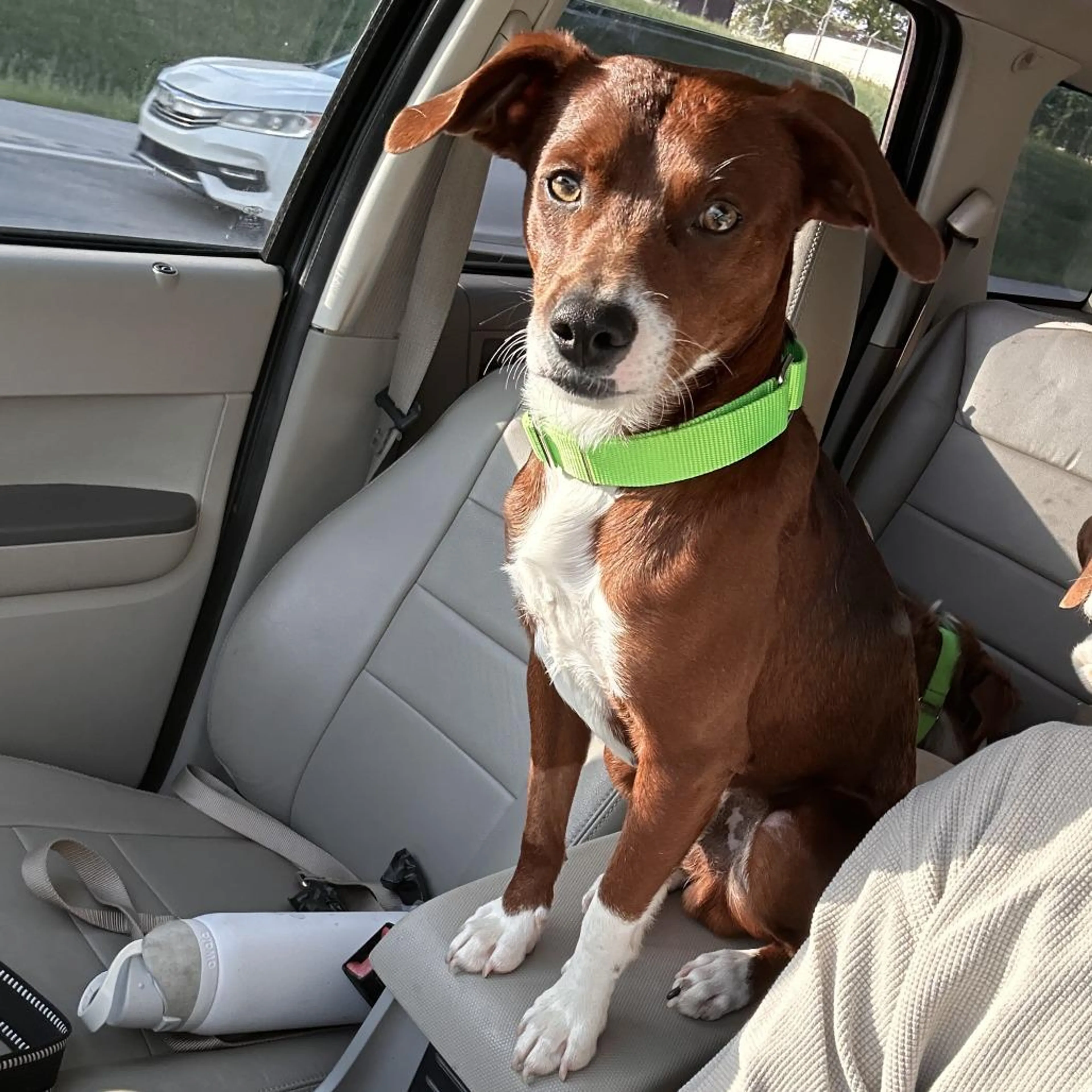 Found pet-3