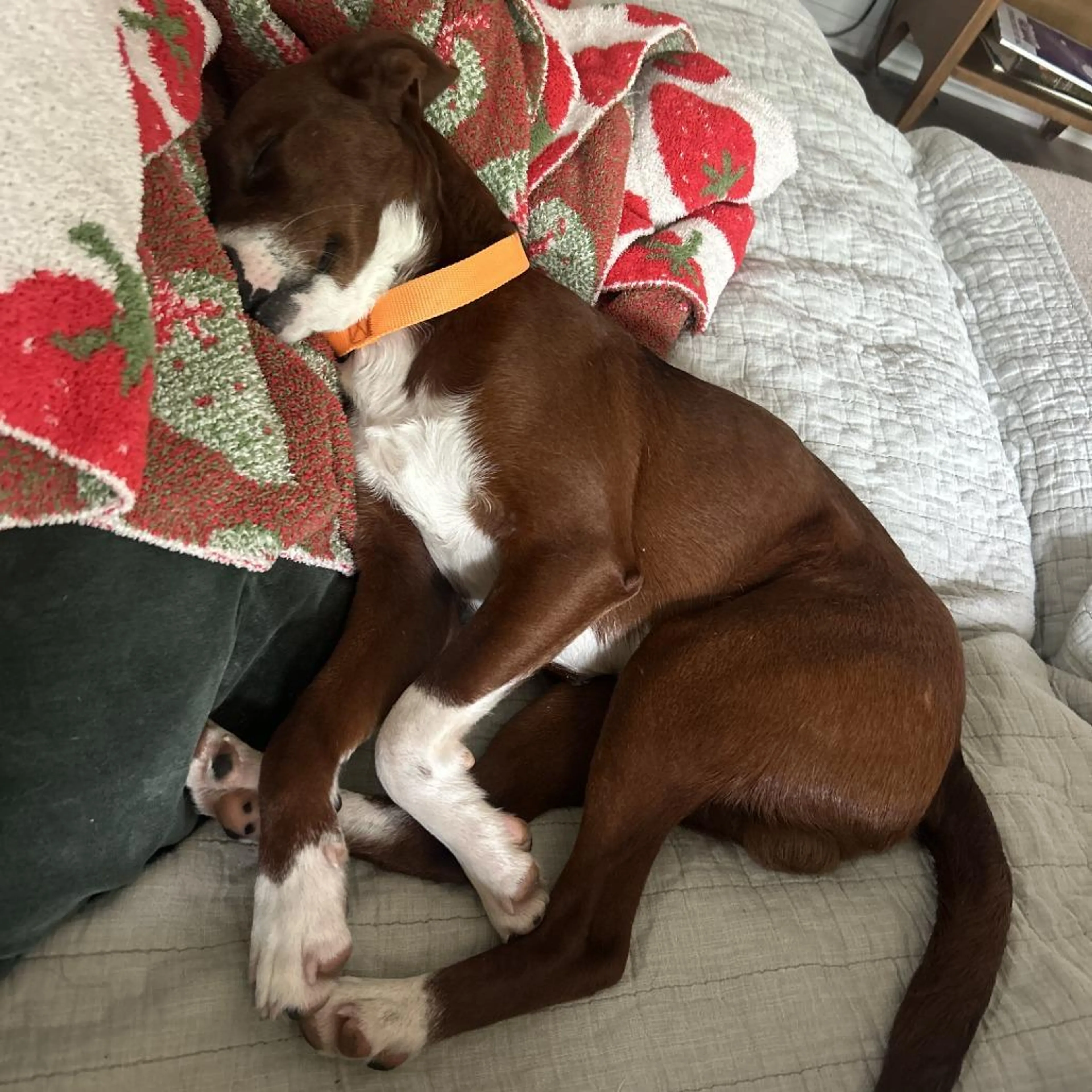 Found pet-5