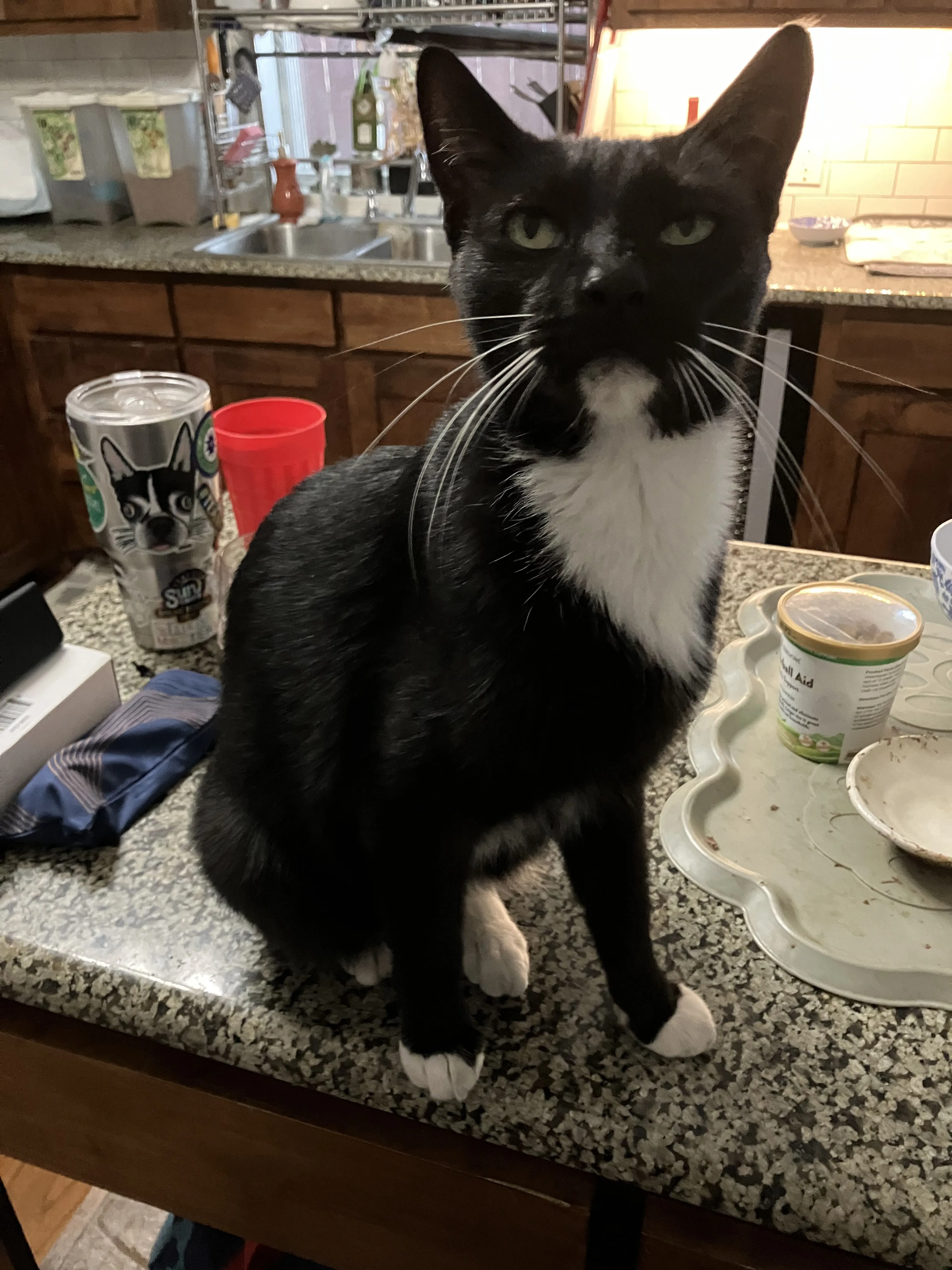 Lost pet-1