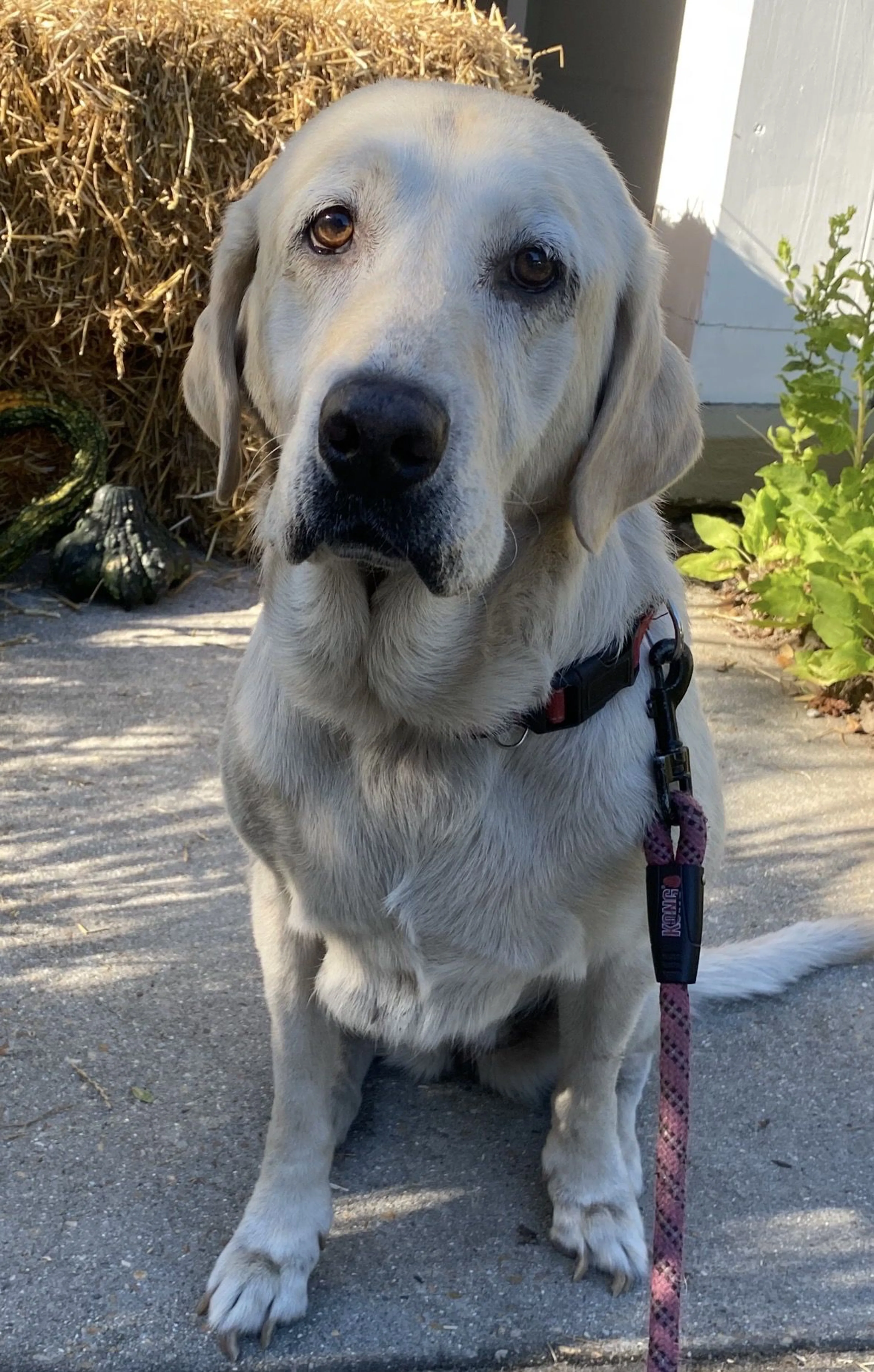 Lost pet