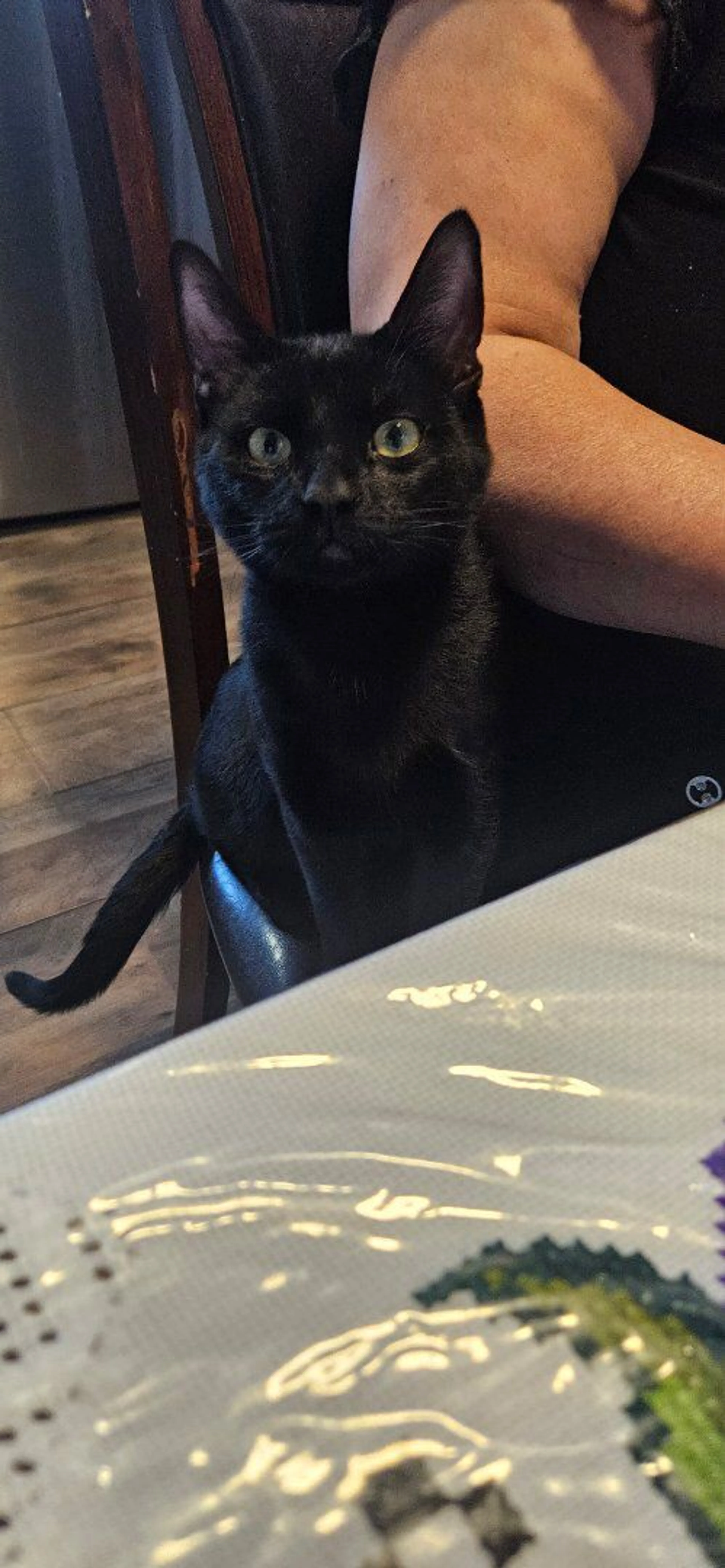 Lost pet-0