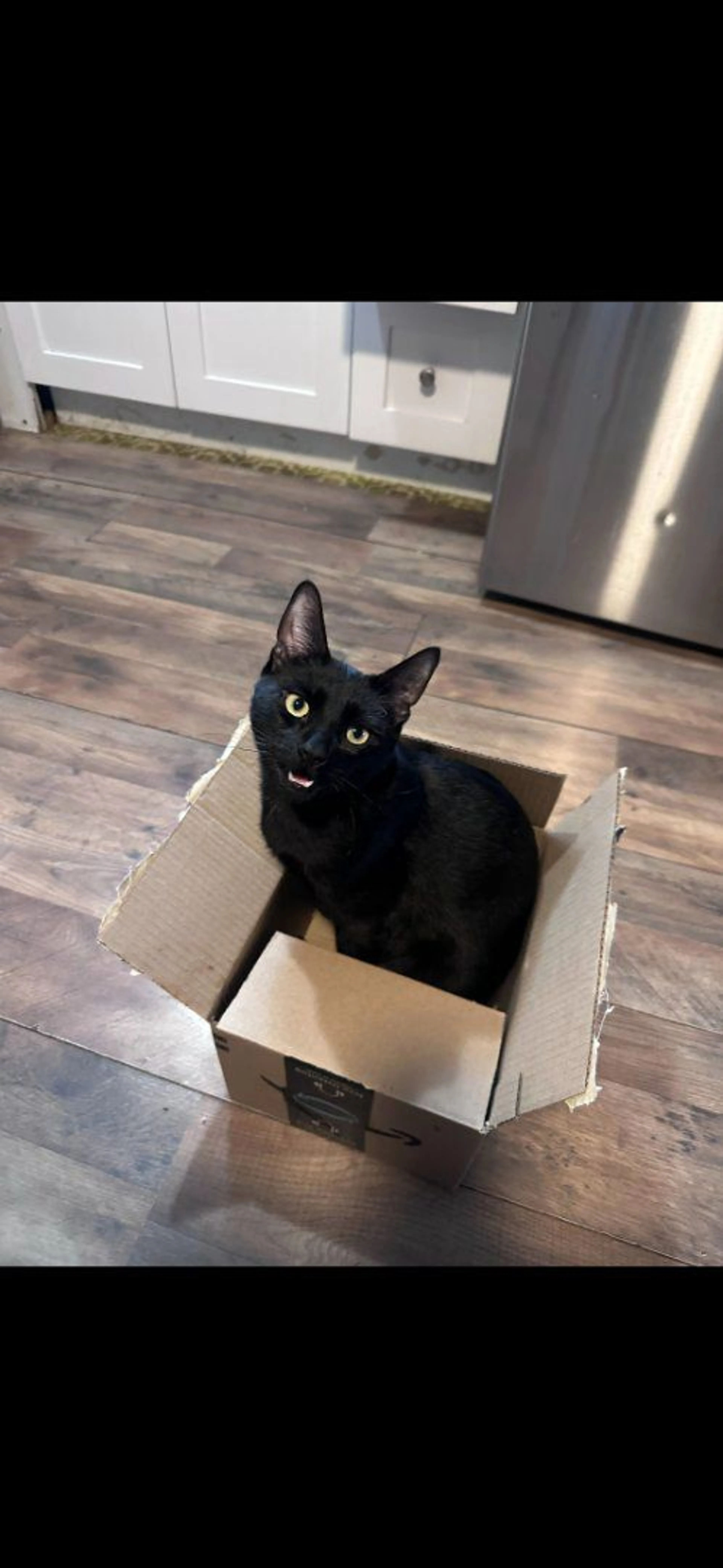Lost pet-1