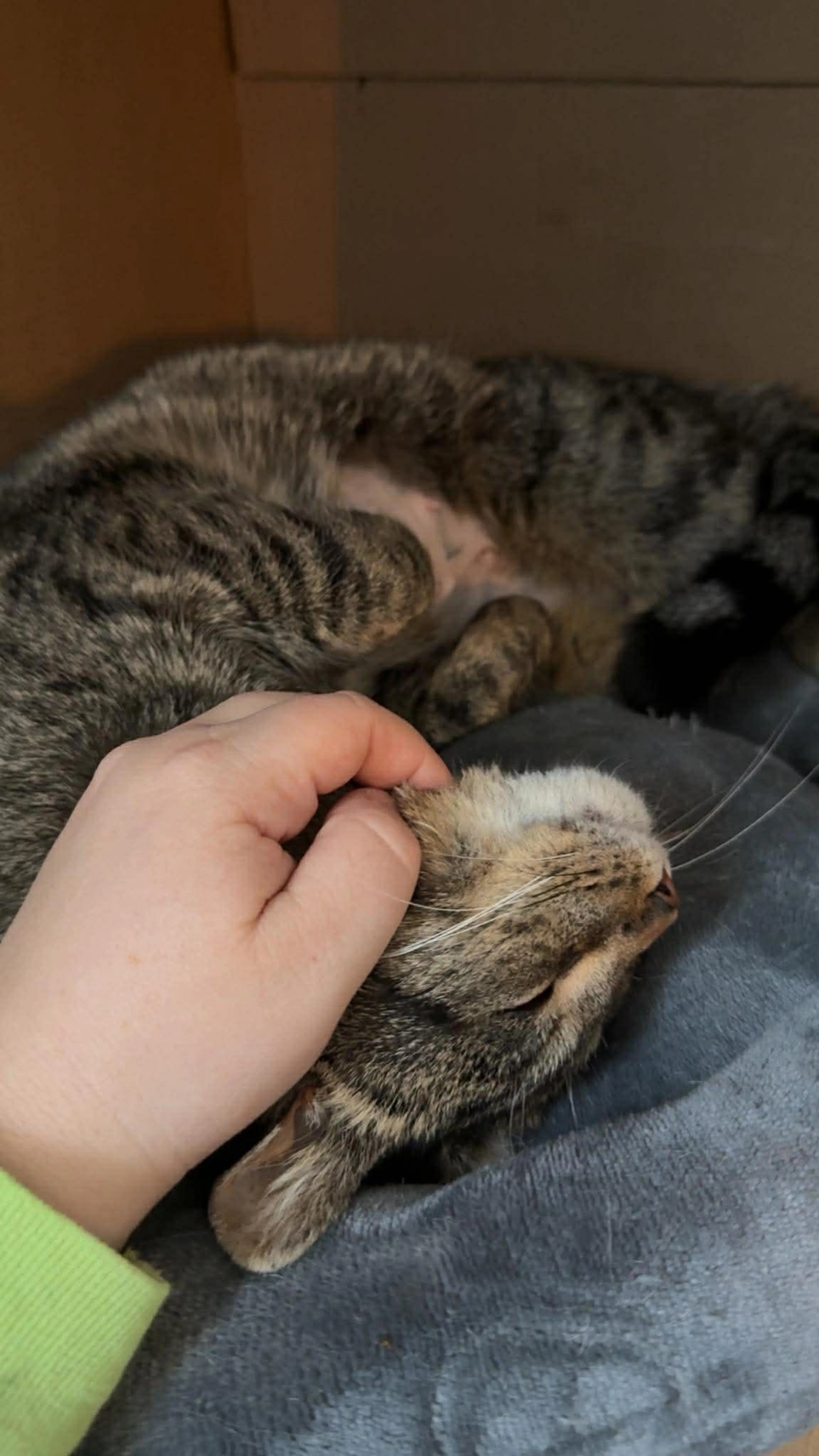 Found pet-3