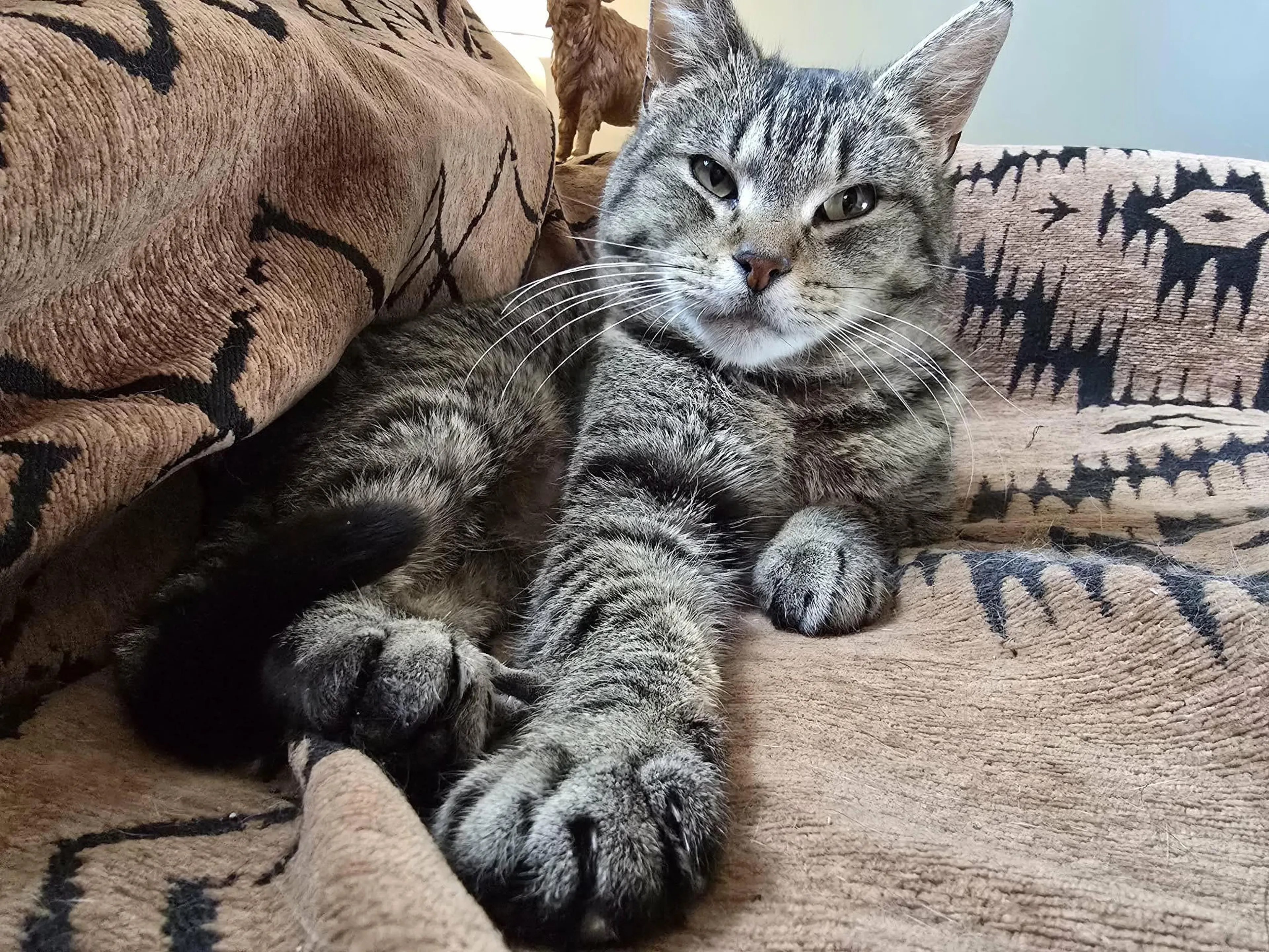 Found pet-4