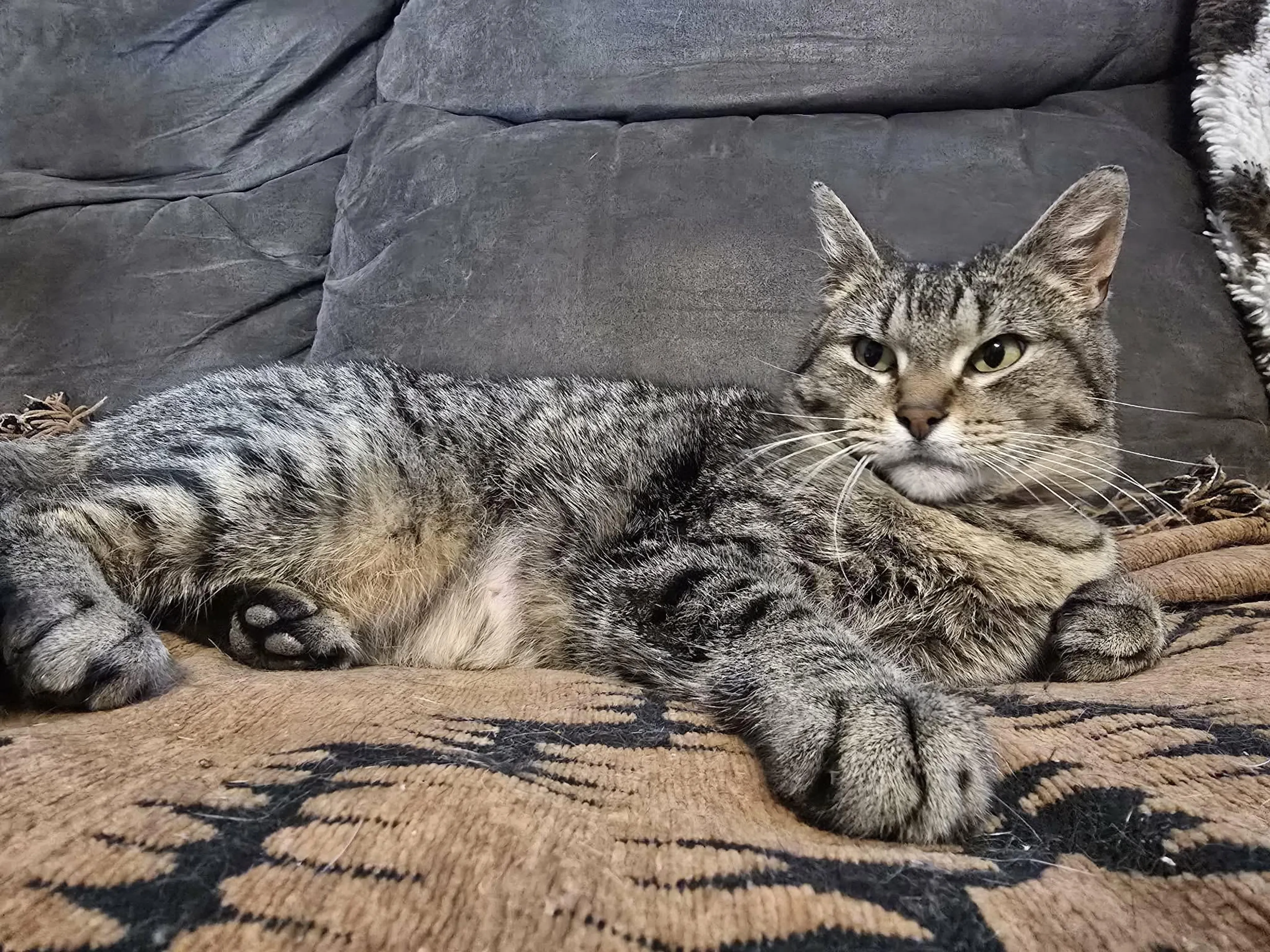 Found pet-1