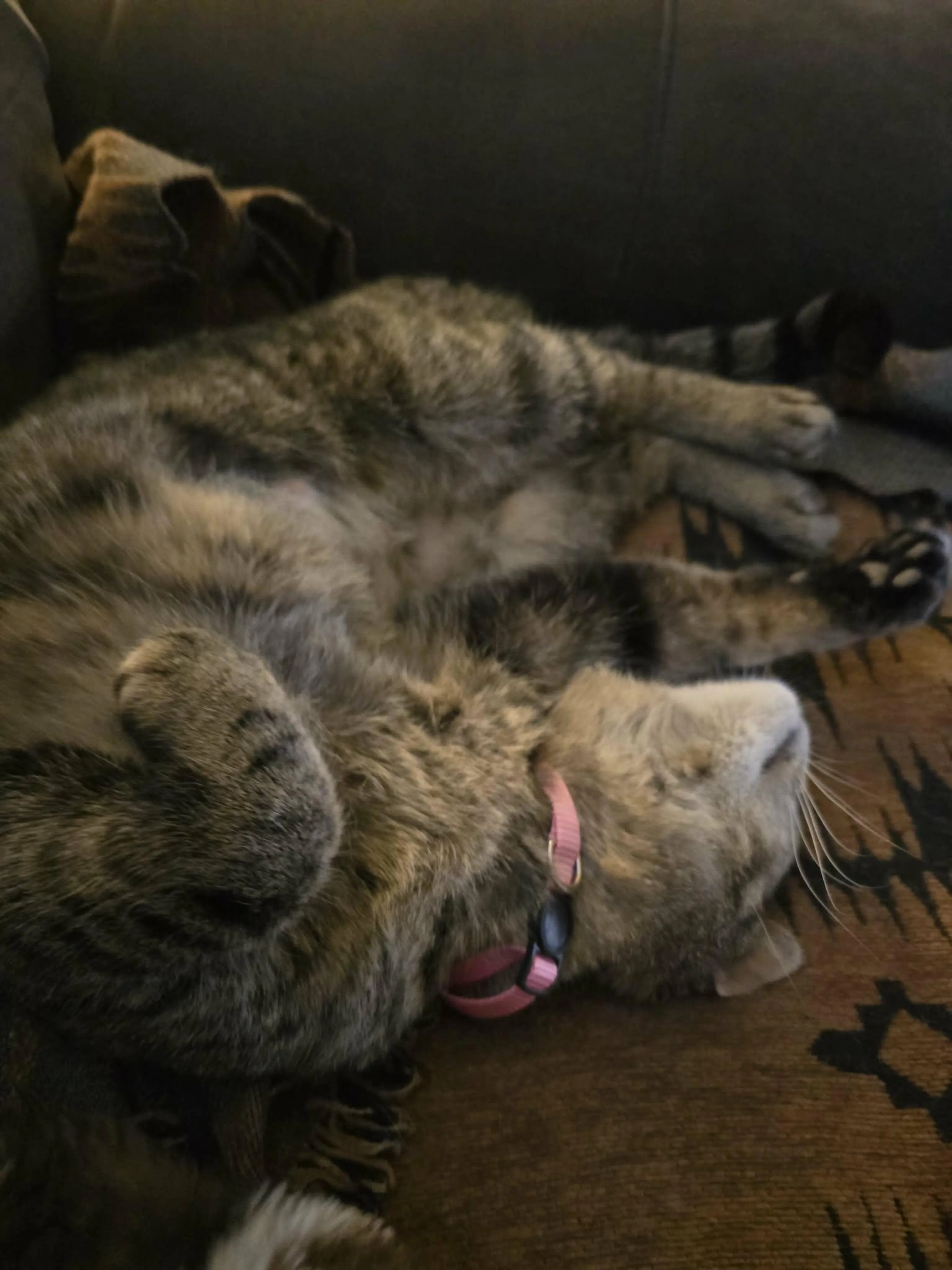 Found pet-0