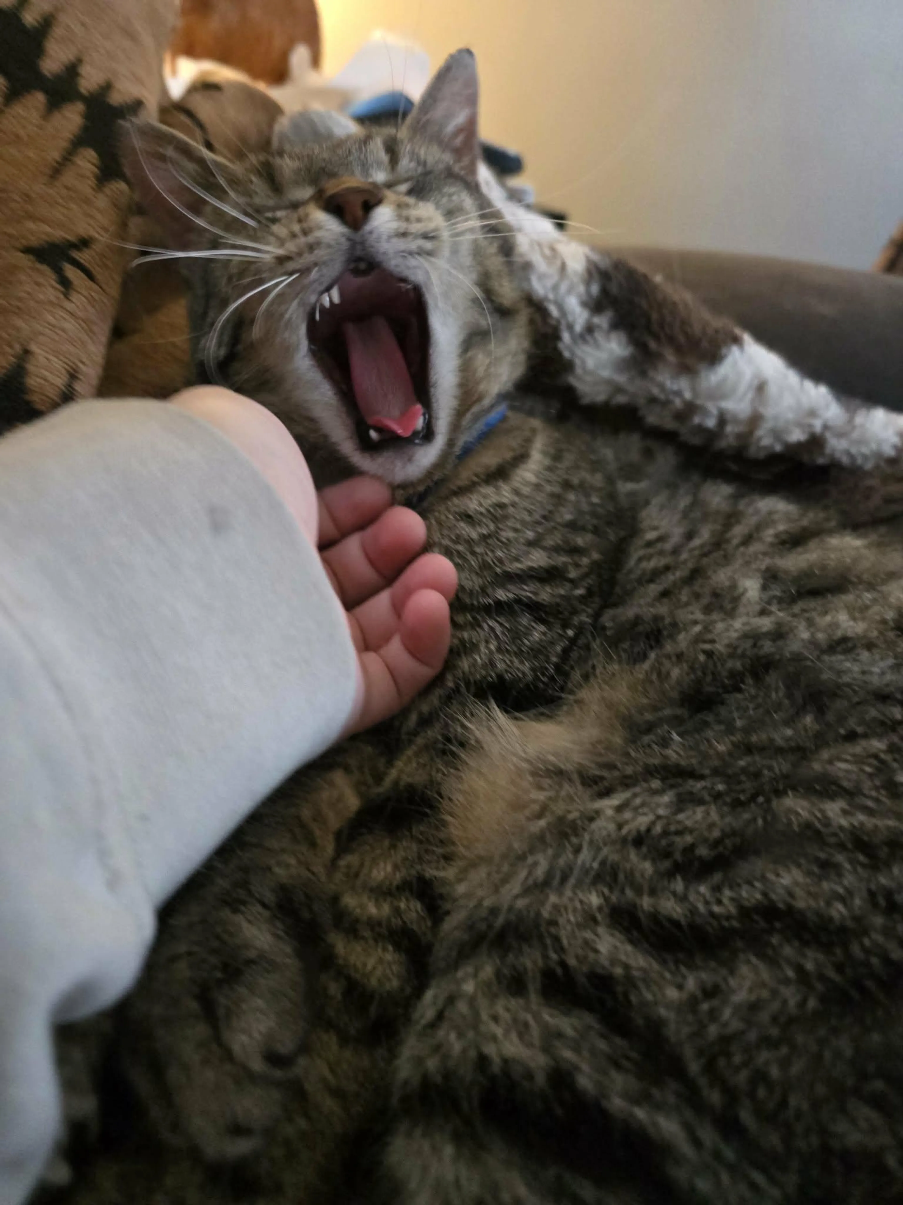 Found pet-2