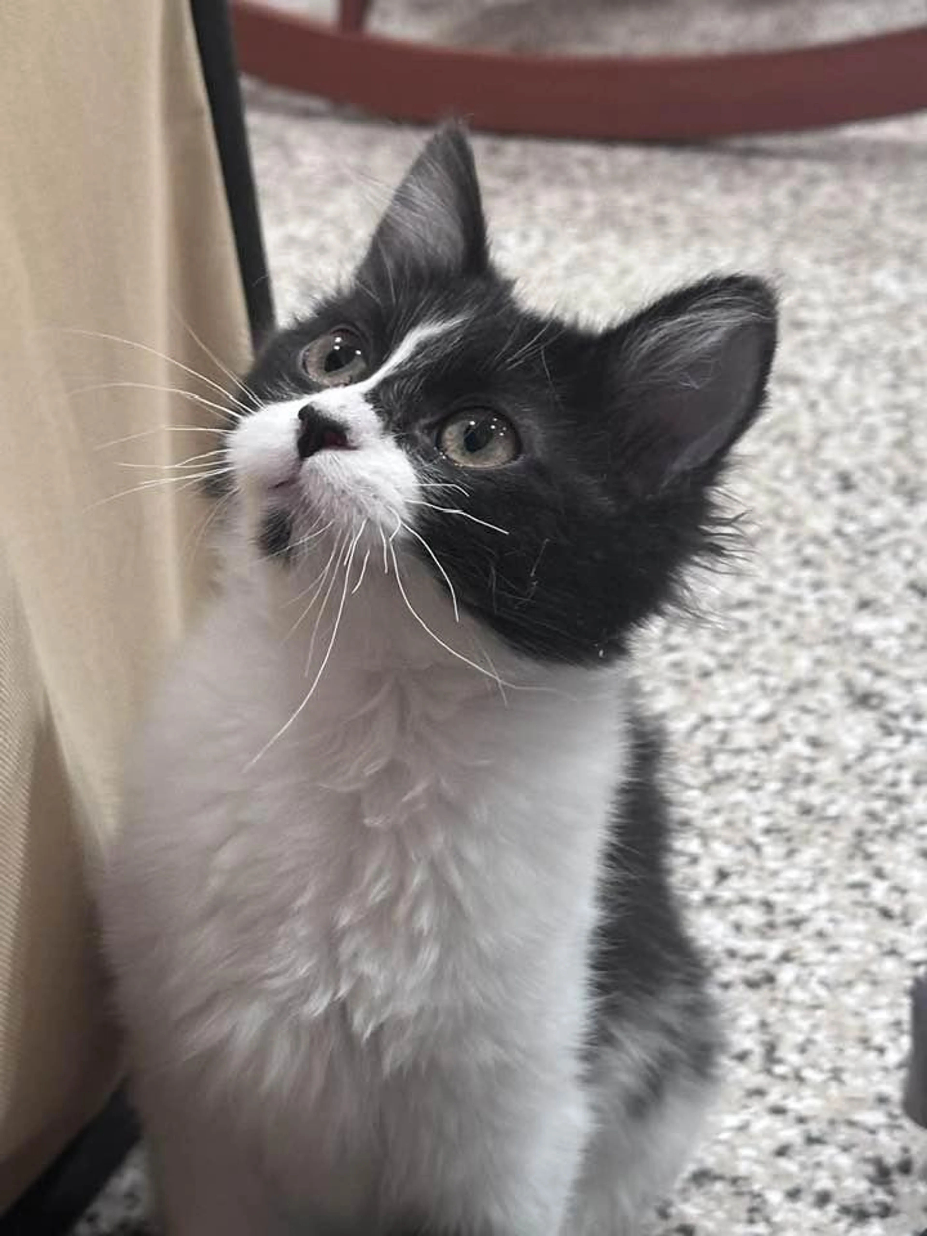 Found pet-4