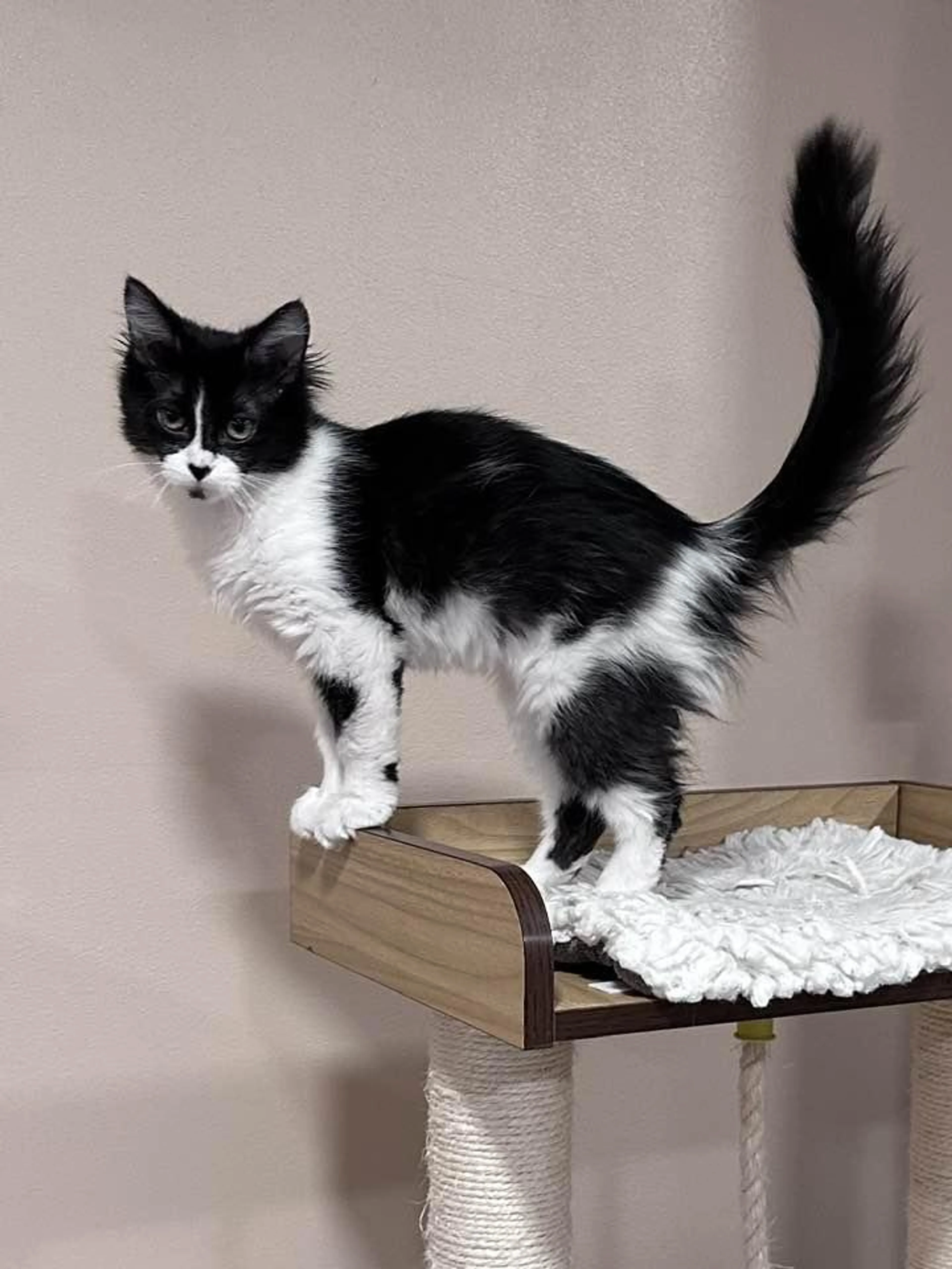 Found pet-1