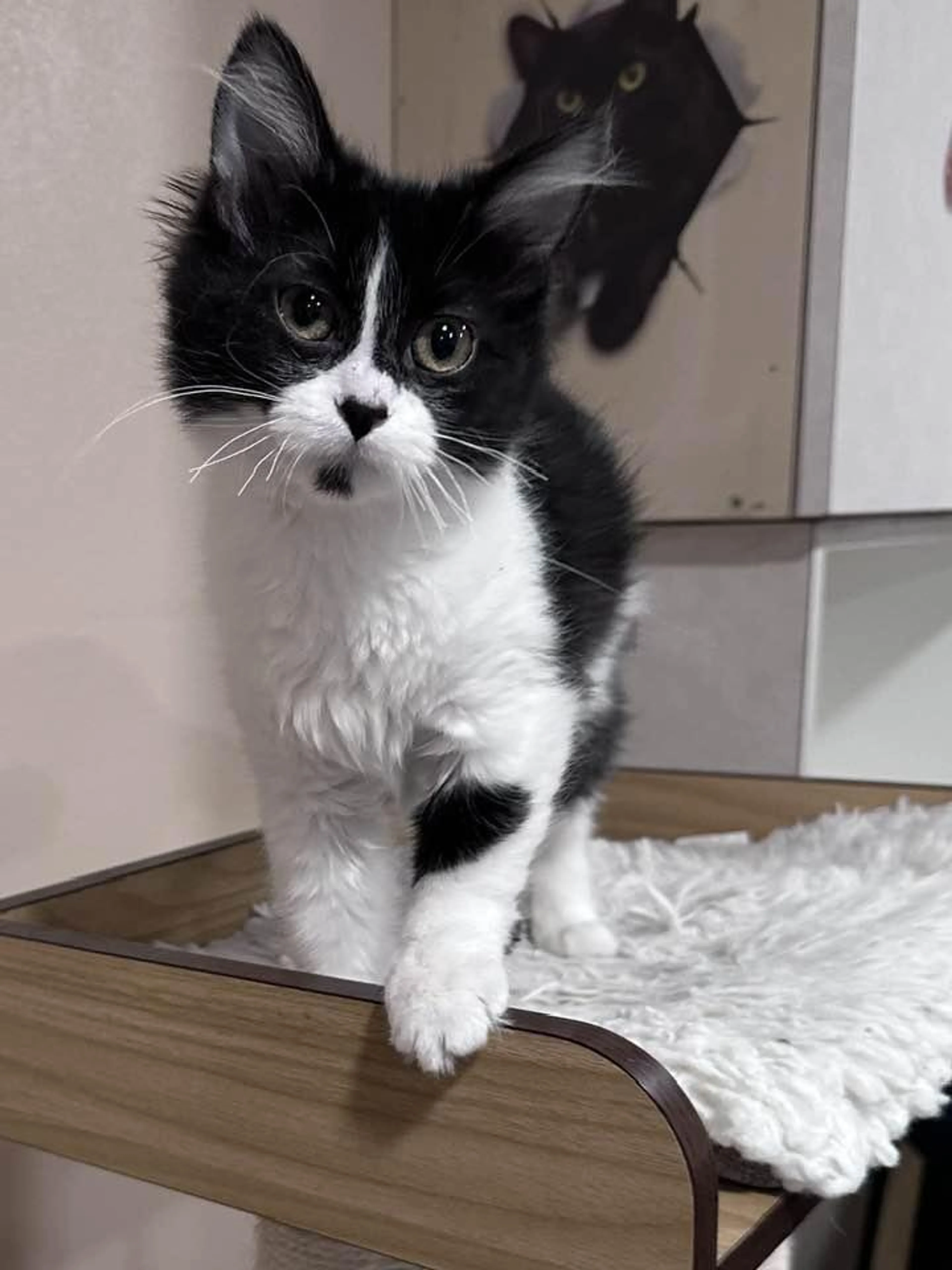 Found pet-0