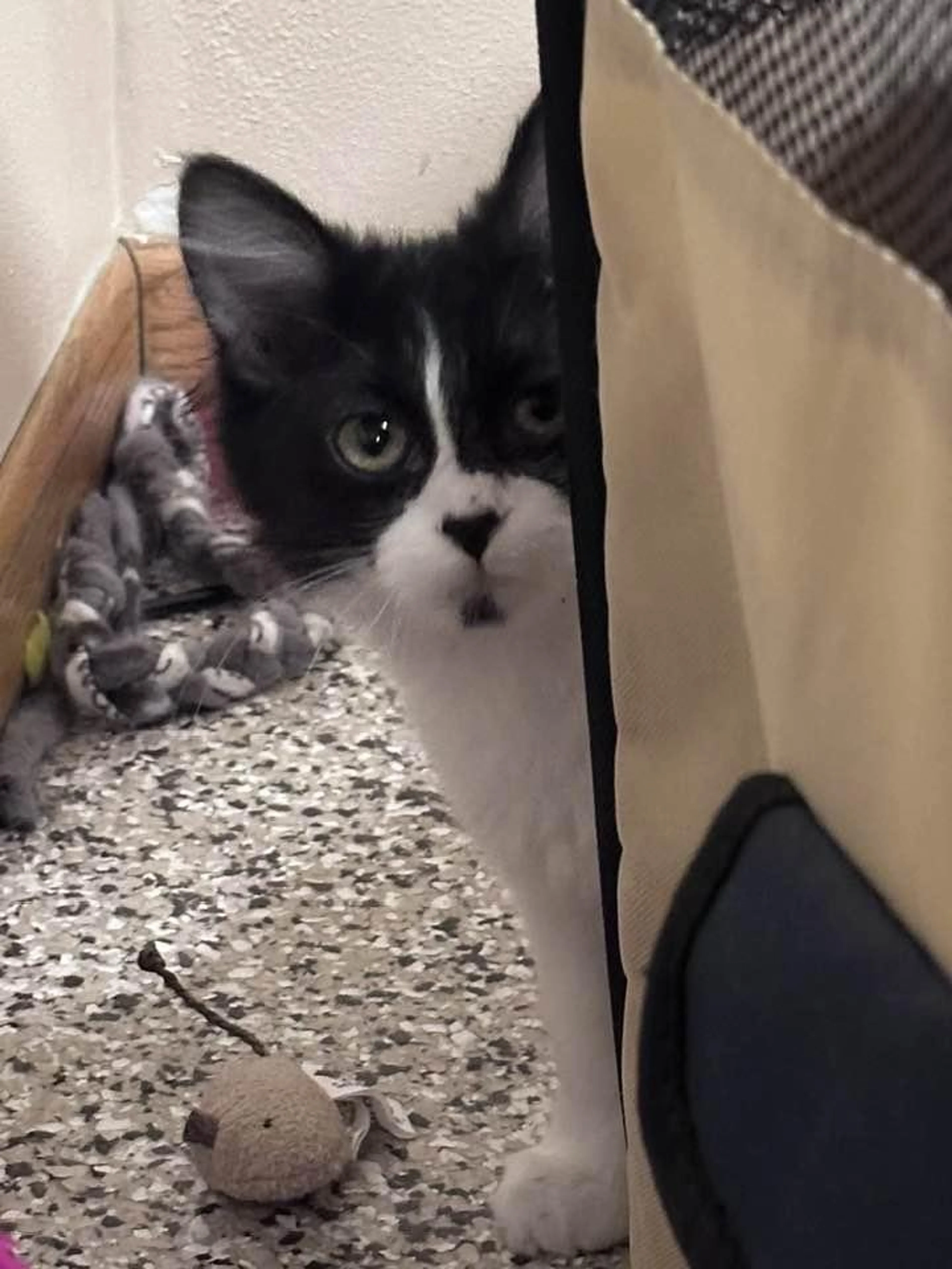 Found pet-2