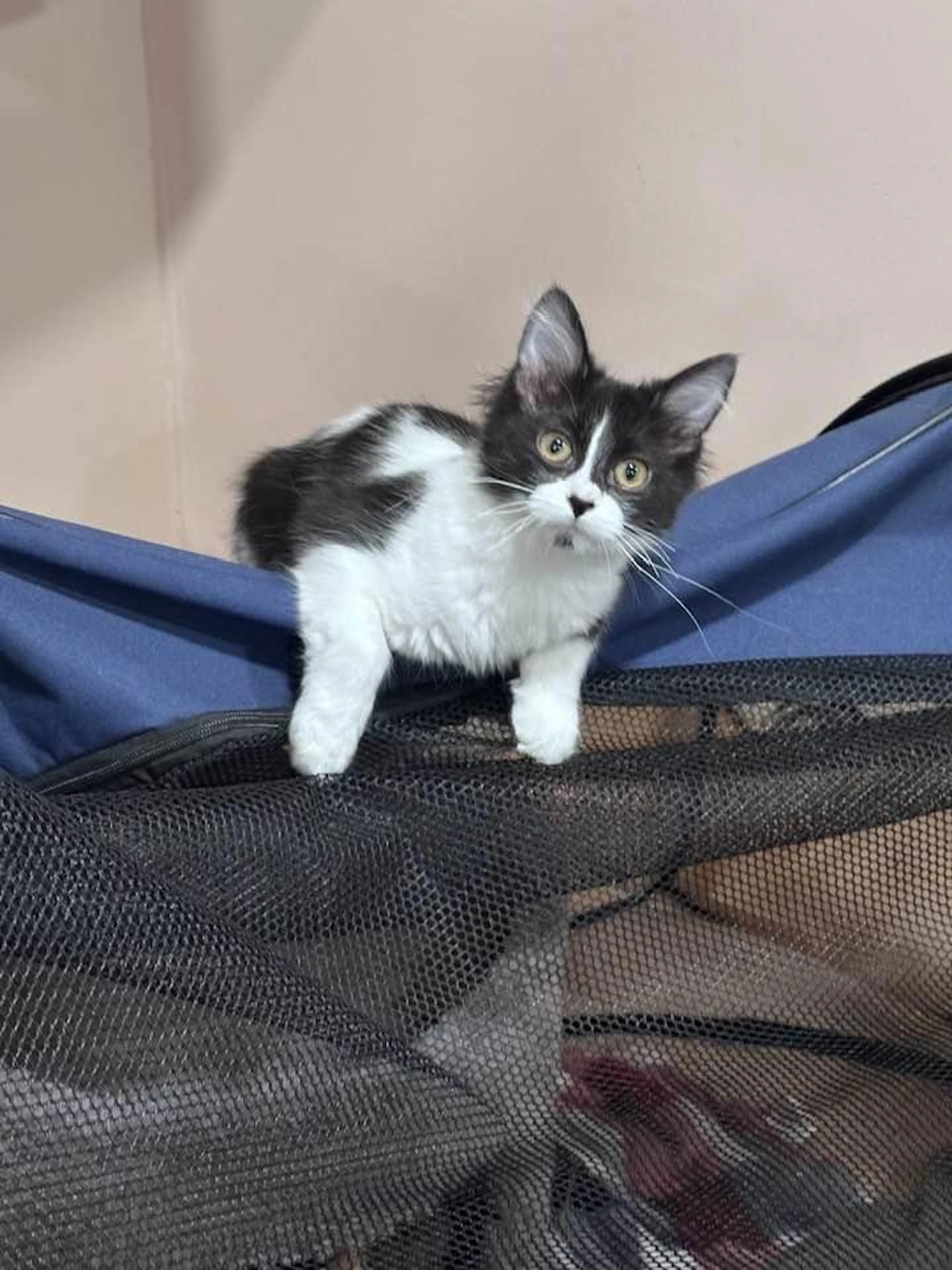 Found pet-3
