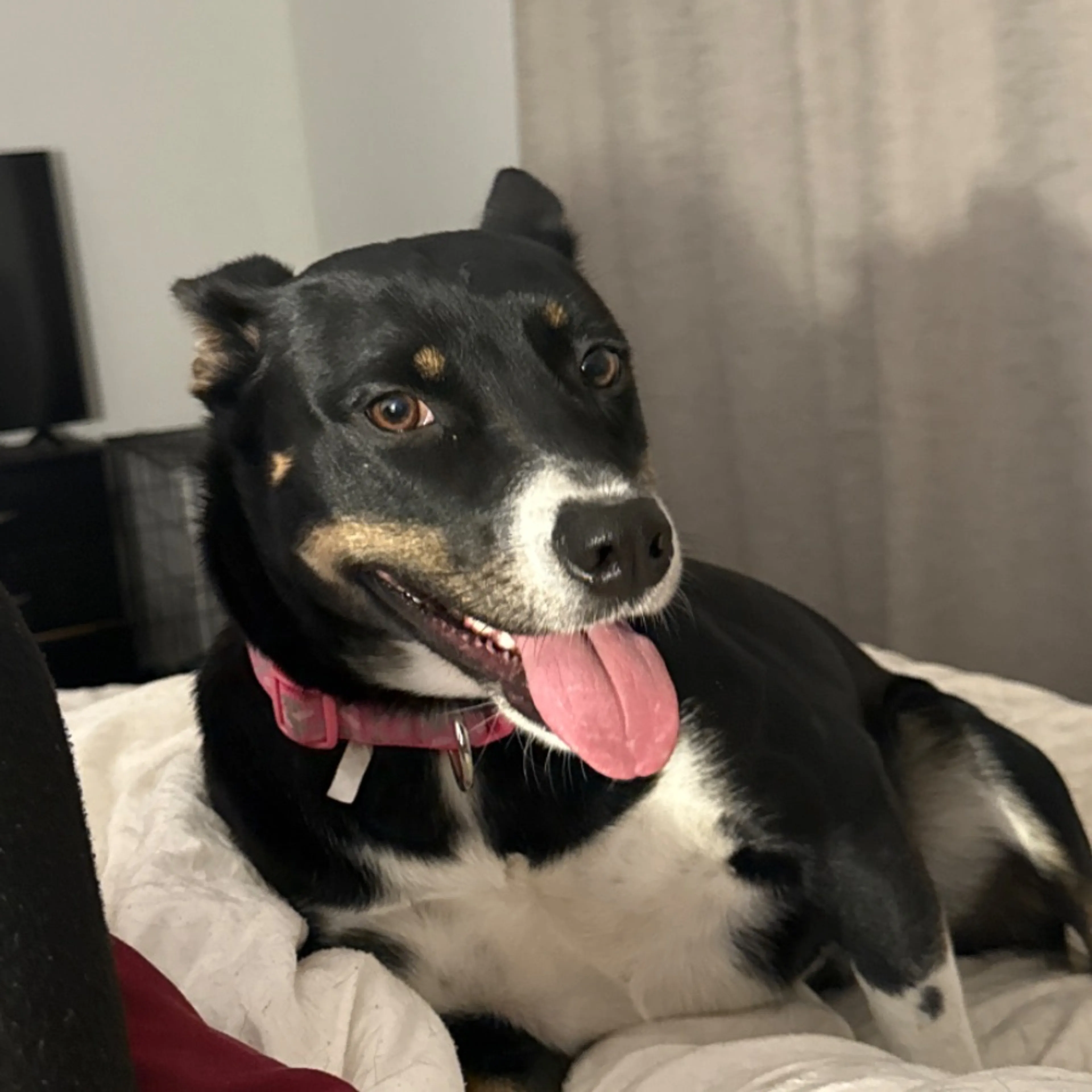 Lost pet