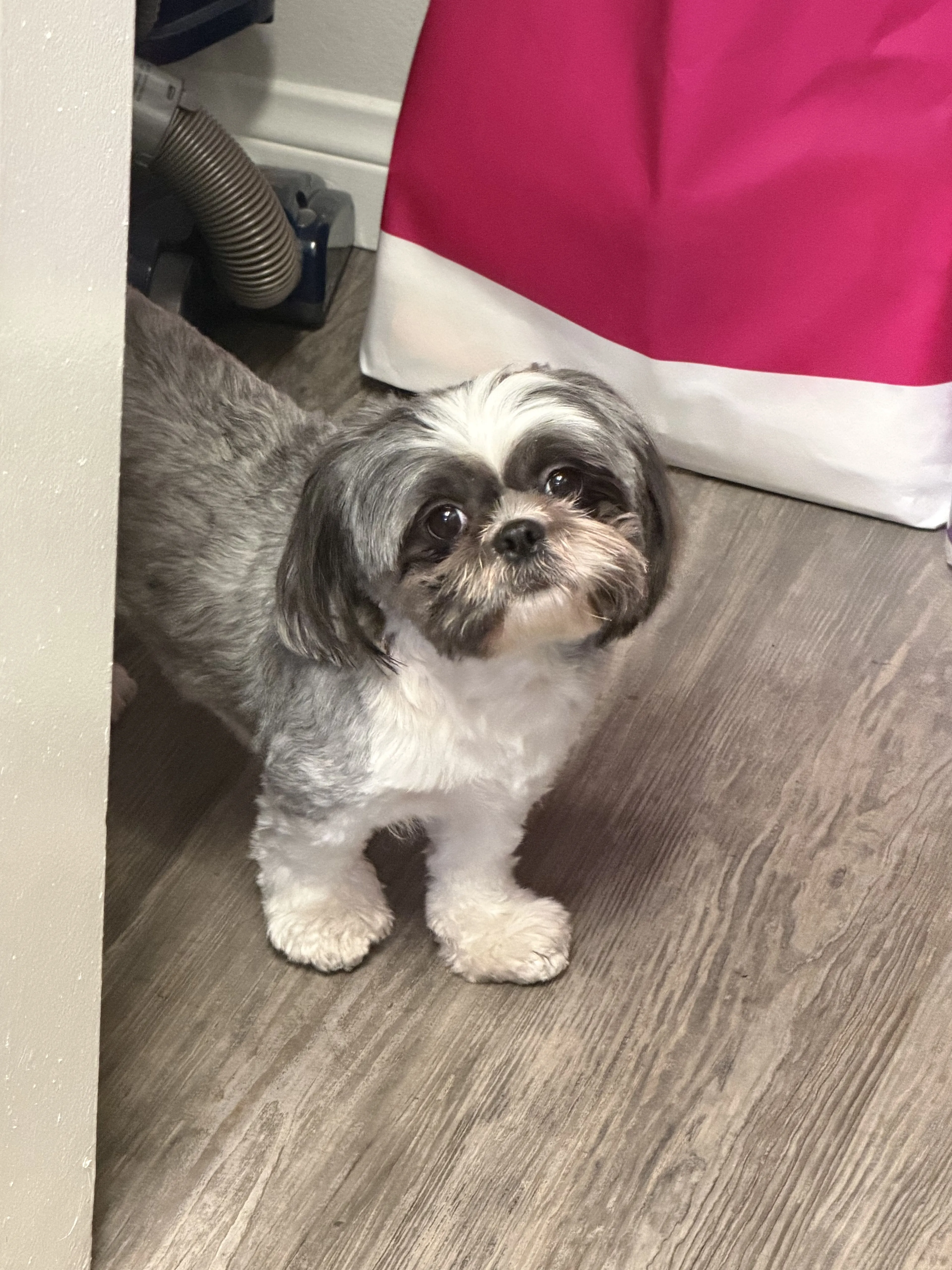 Lost pet-1