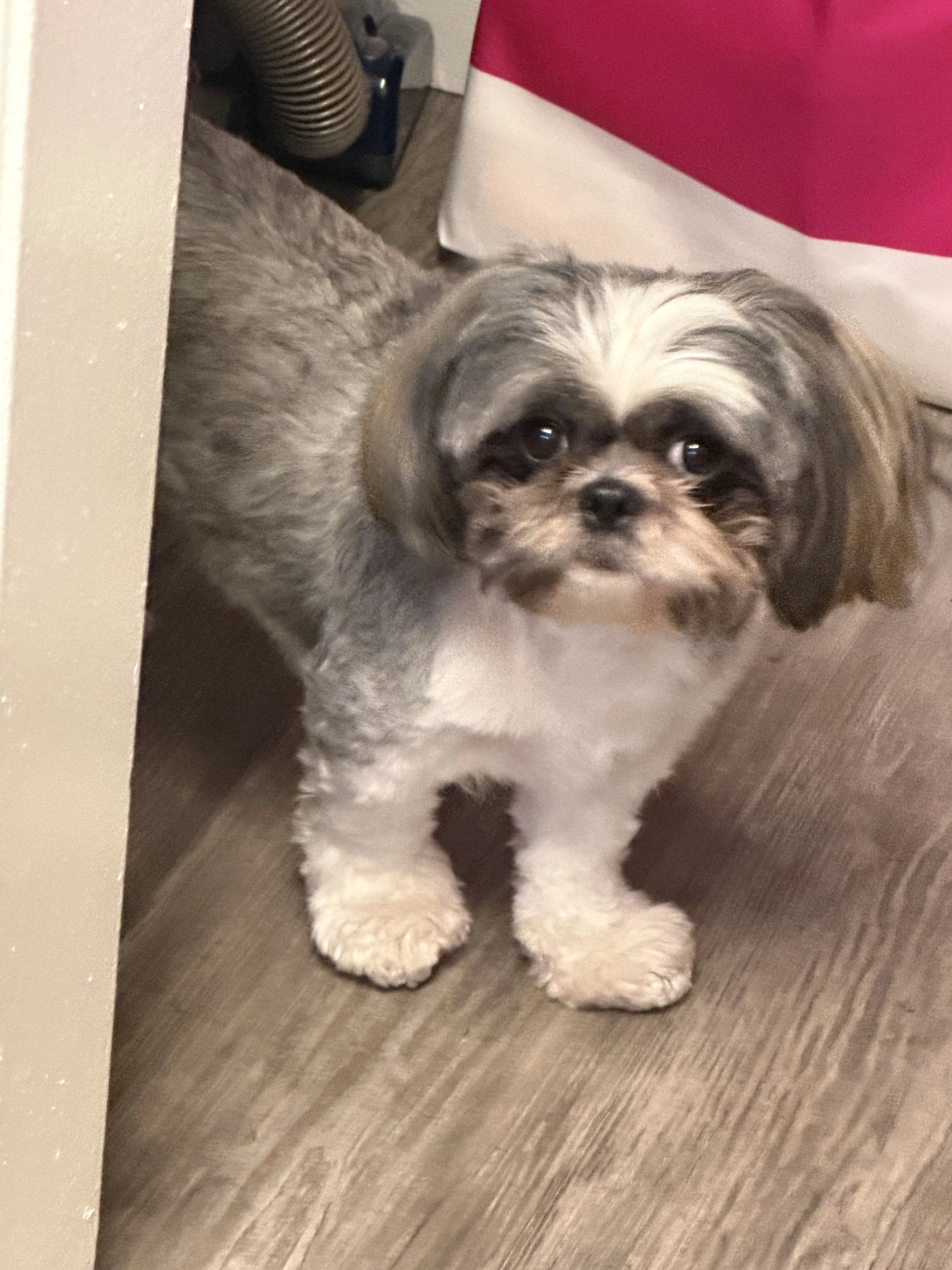 Lost pet-0