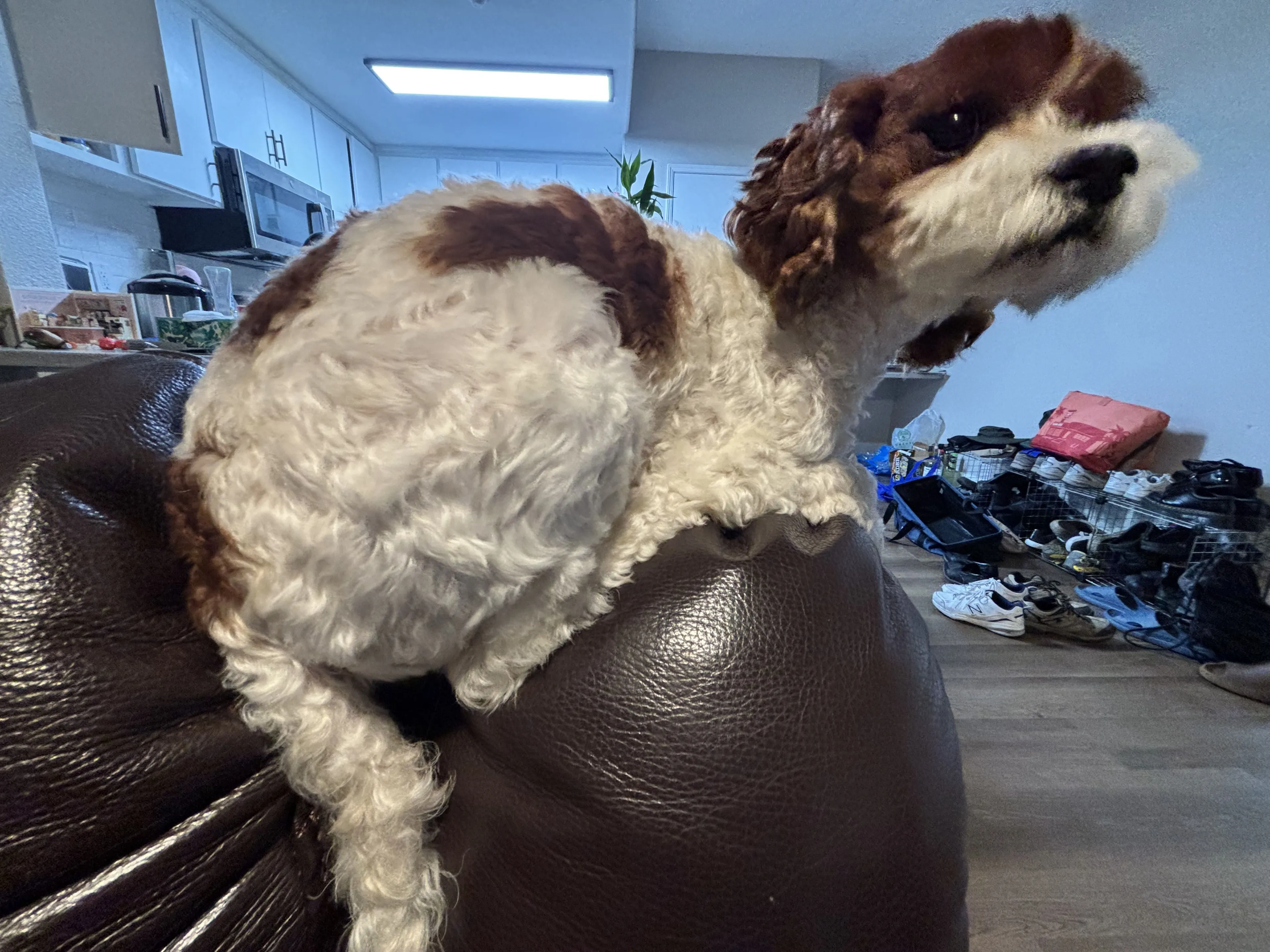Lost pet-0