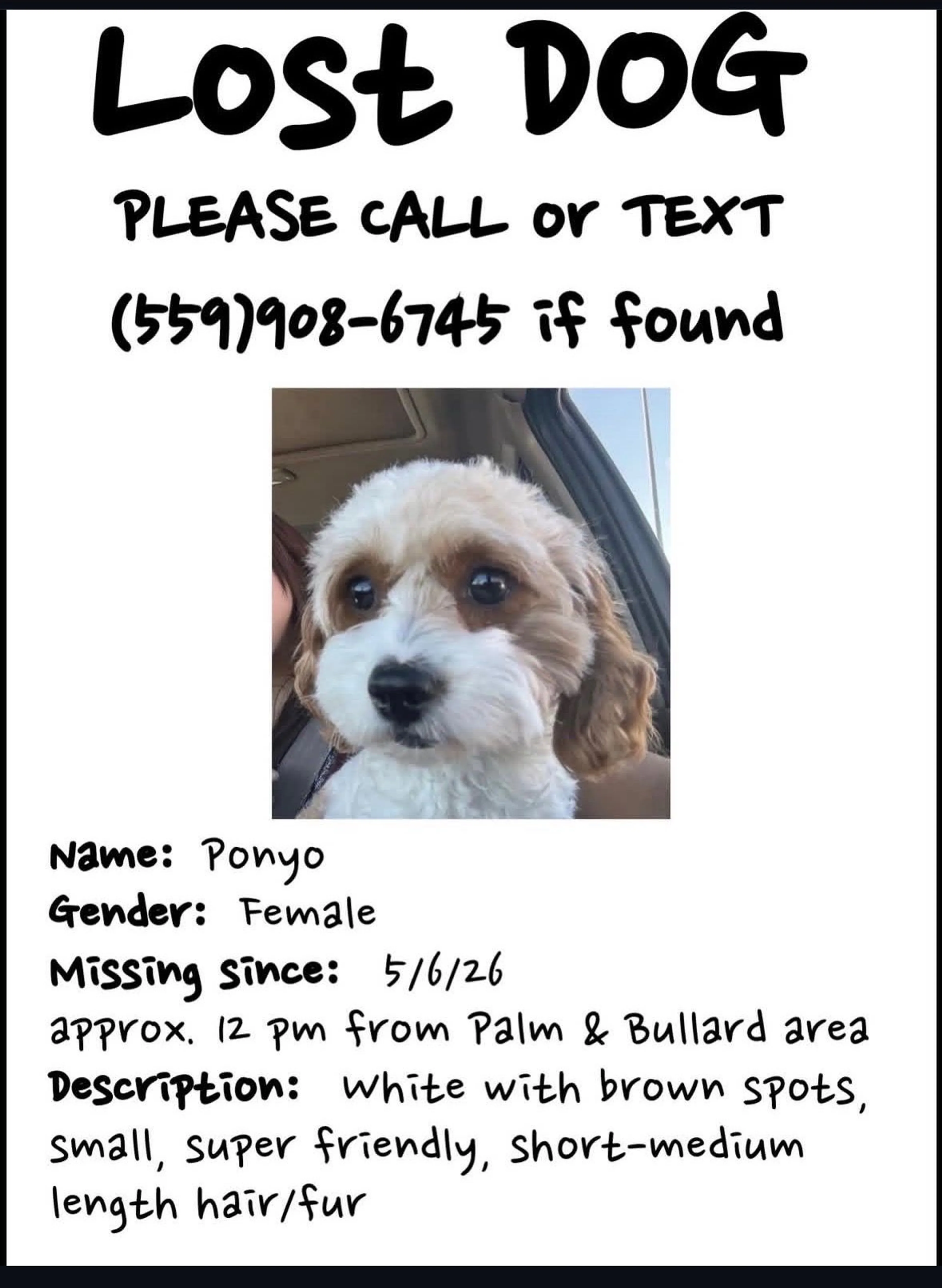 Lost pet-1