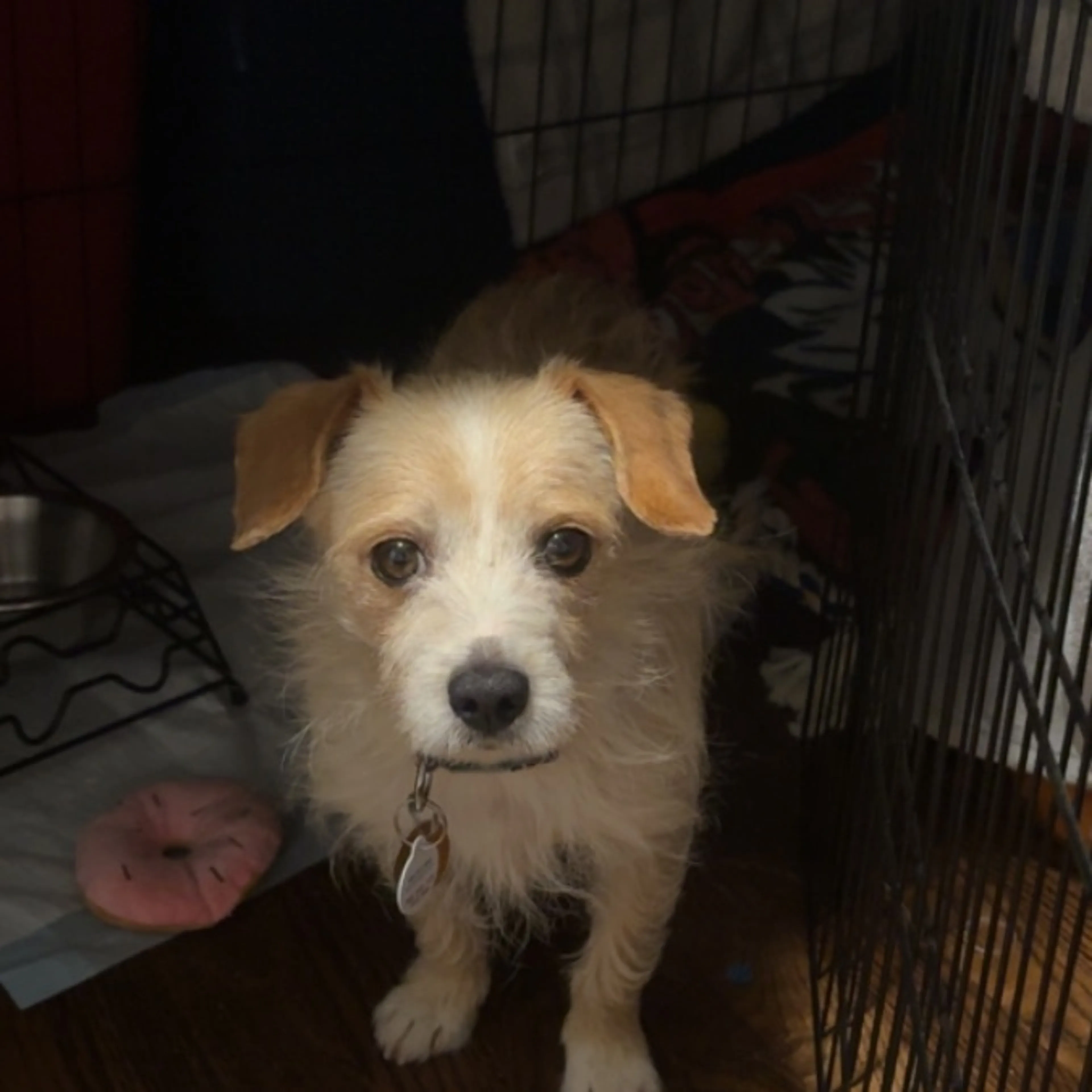 Lost pet