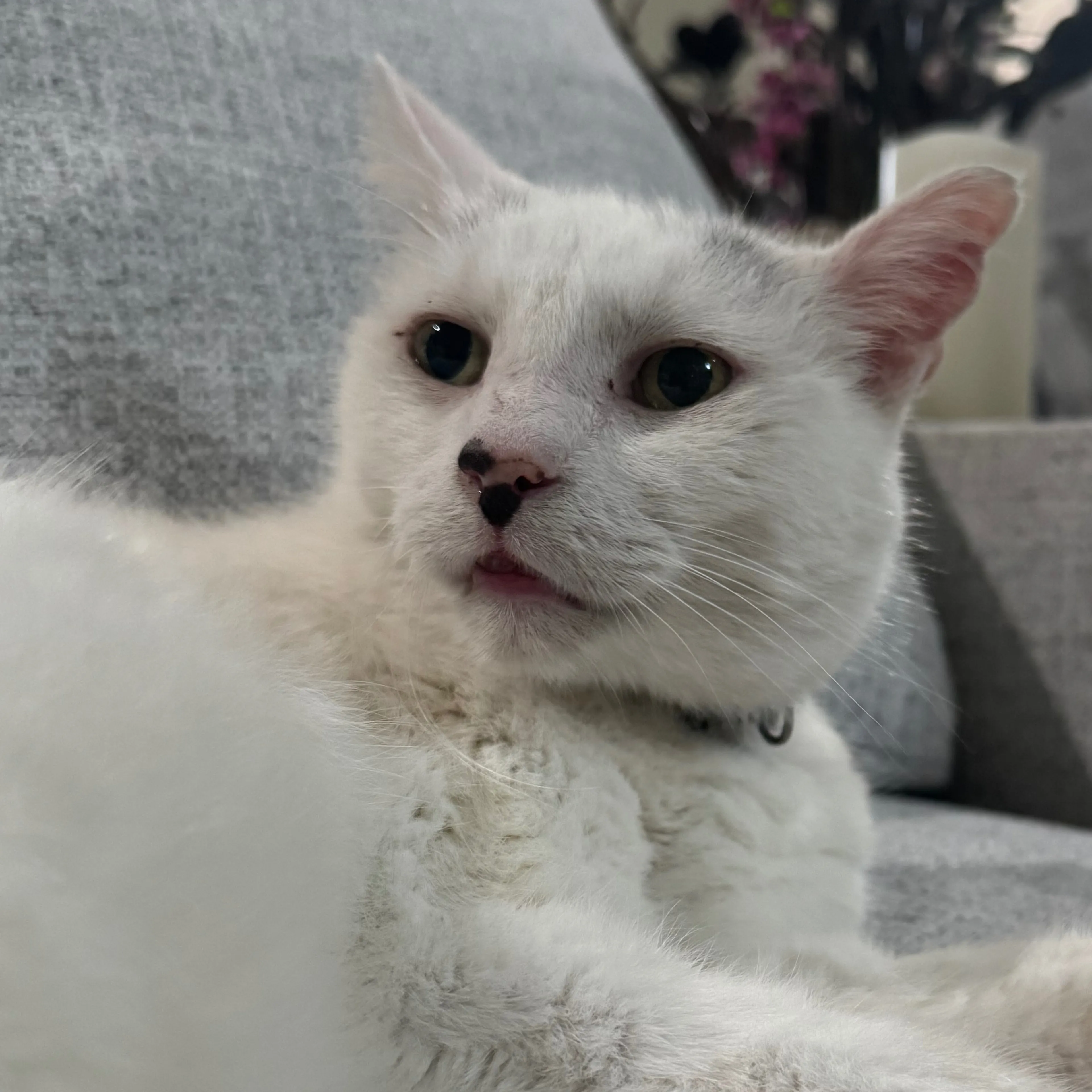 Lost pet-2