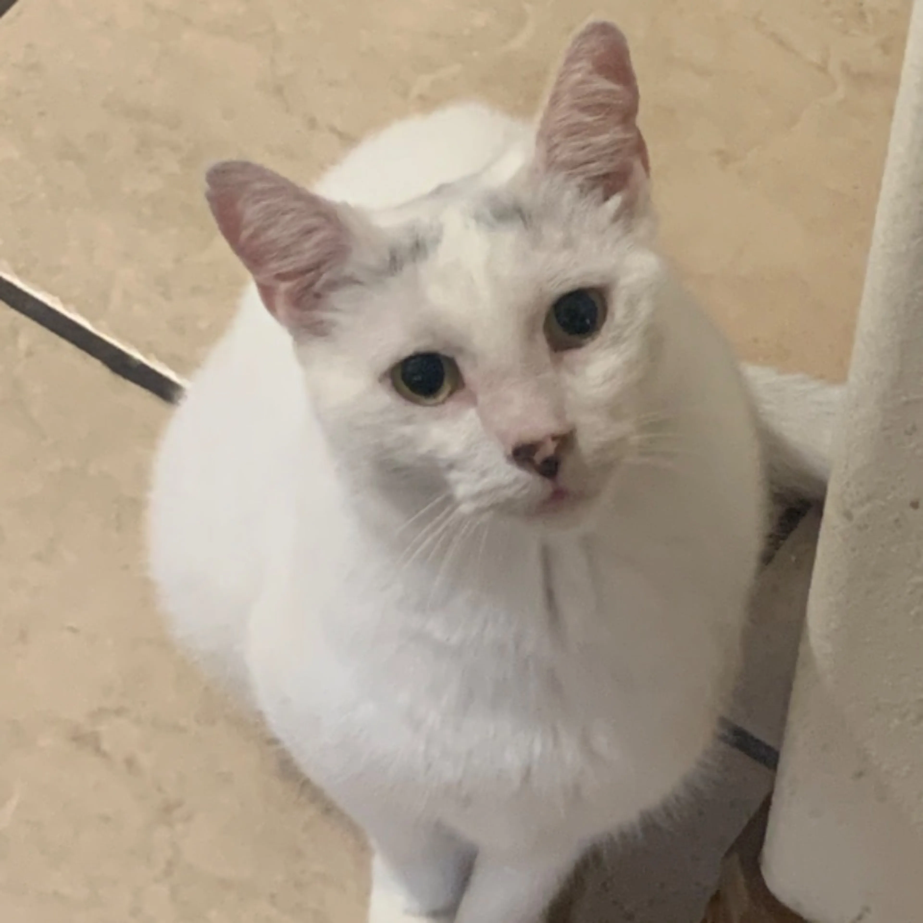 Lost pet-0
