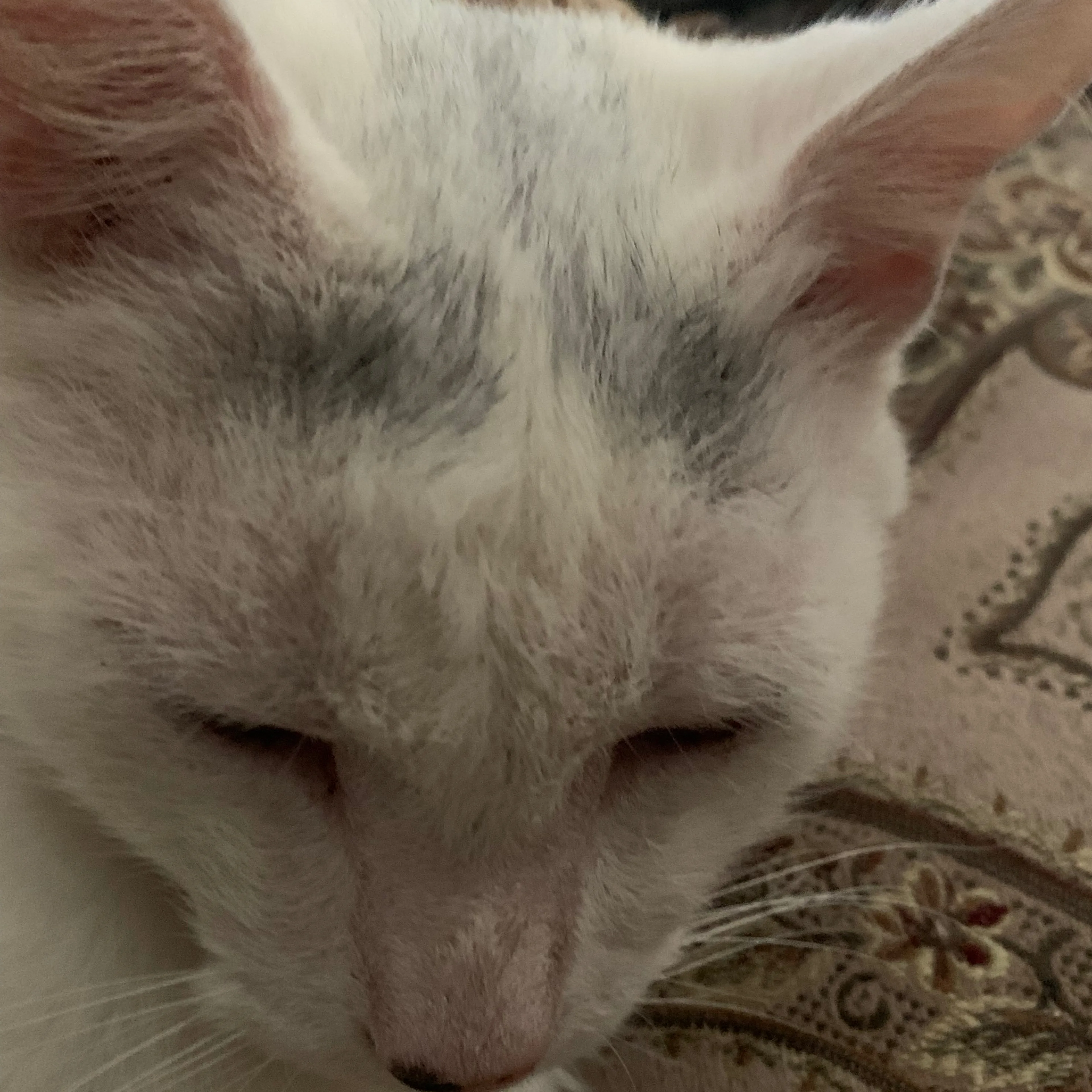Lost pet-3