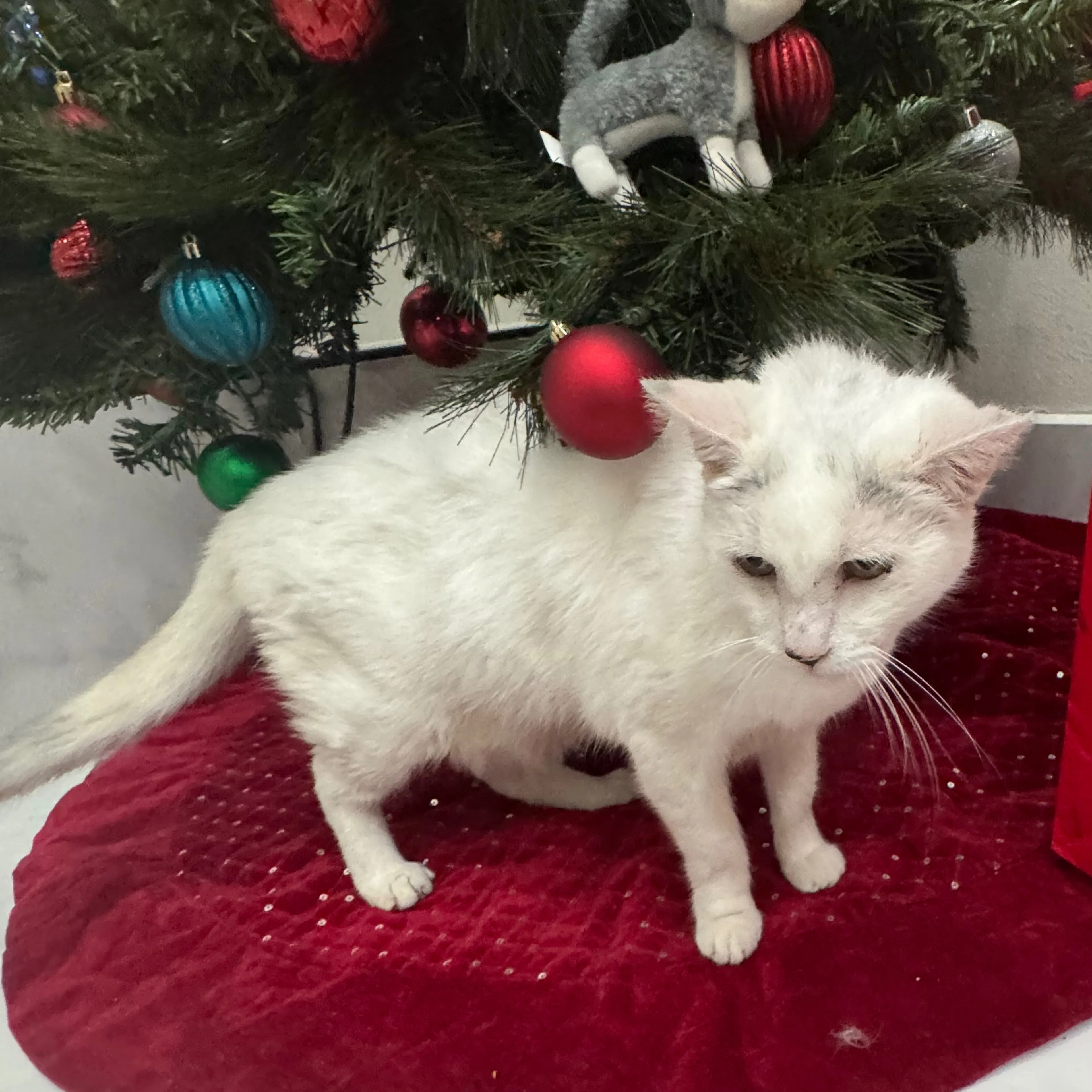 Lost pet-1
