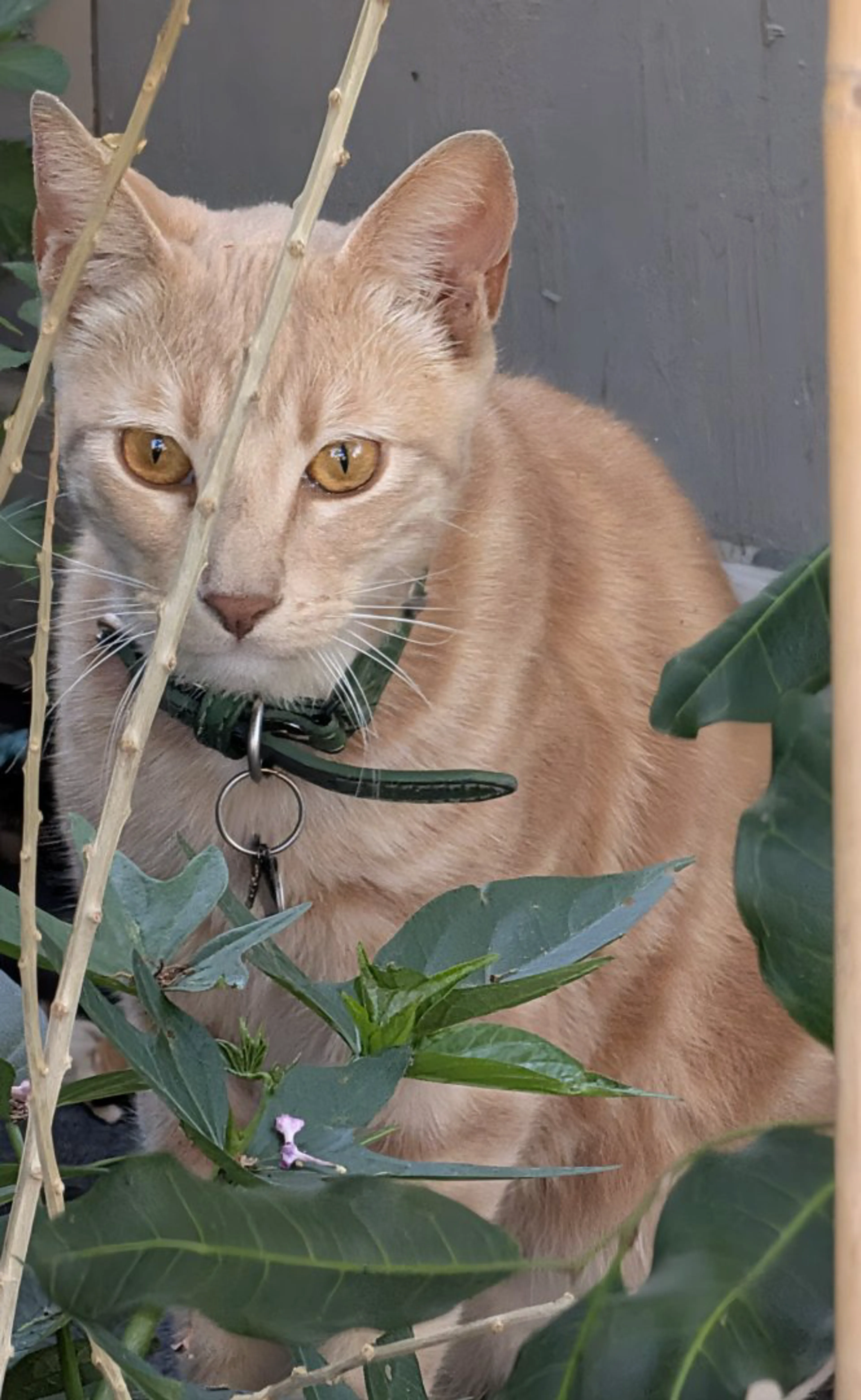 Lost pet
