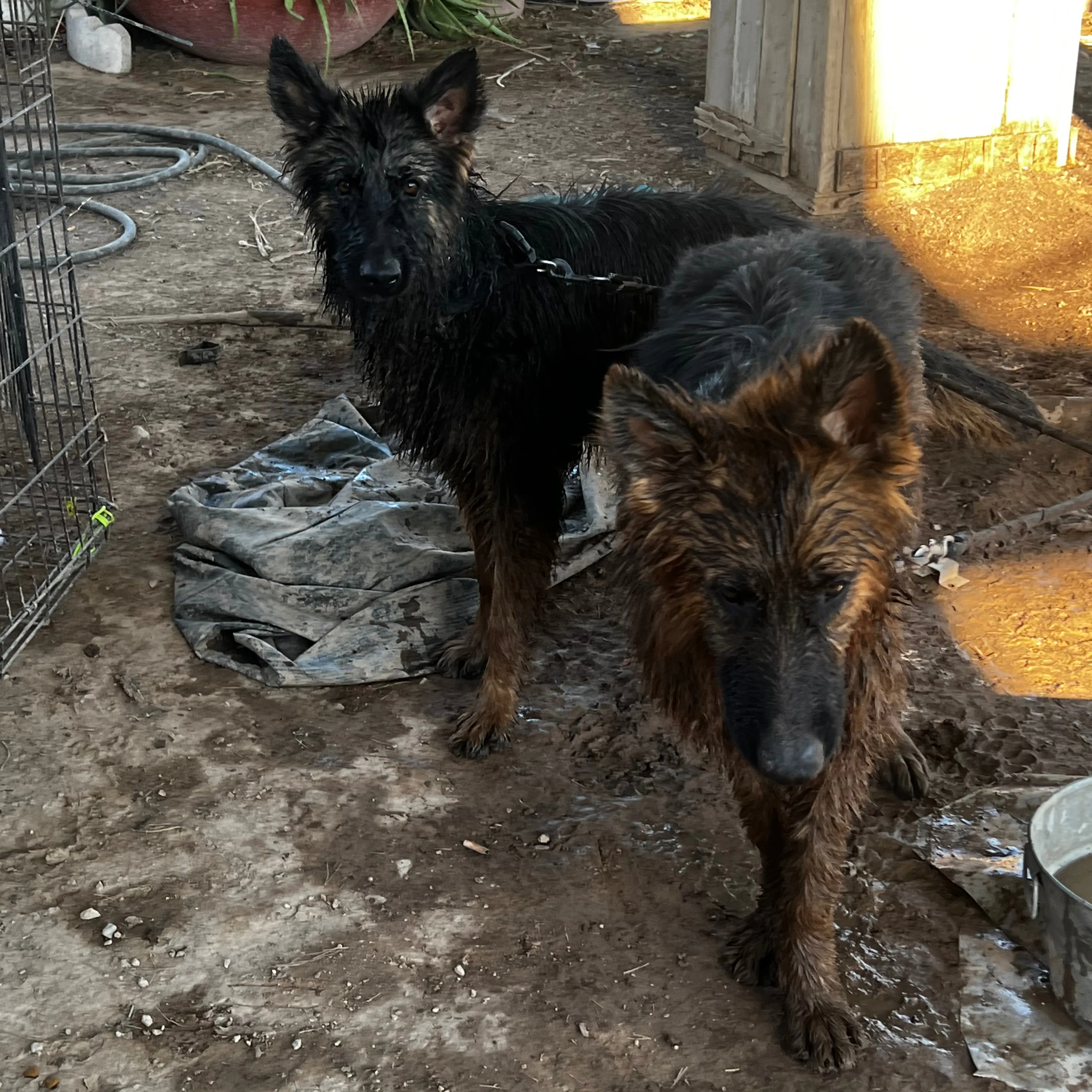 Found pet-1