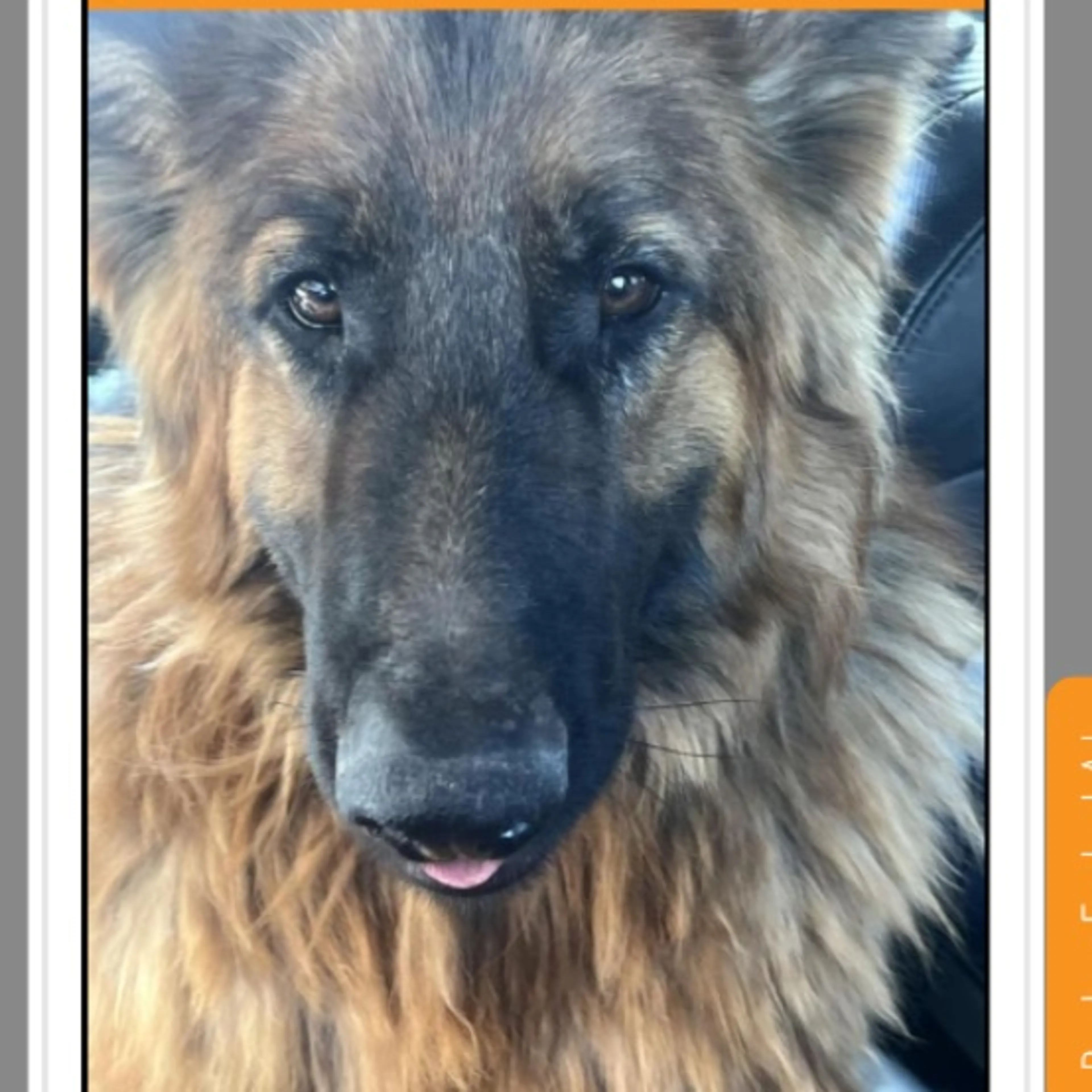 Found pet-0