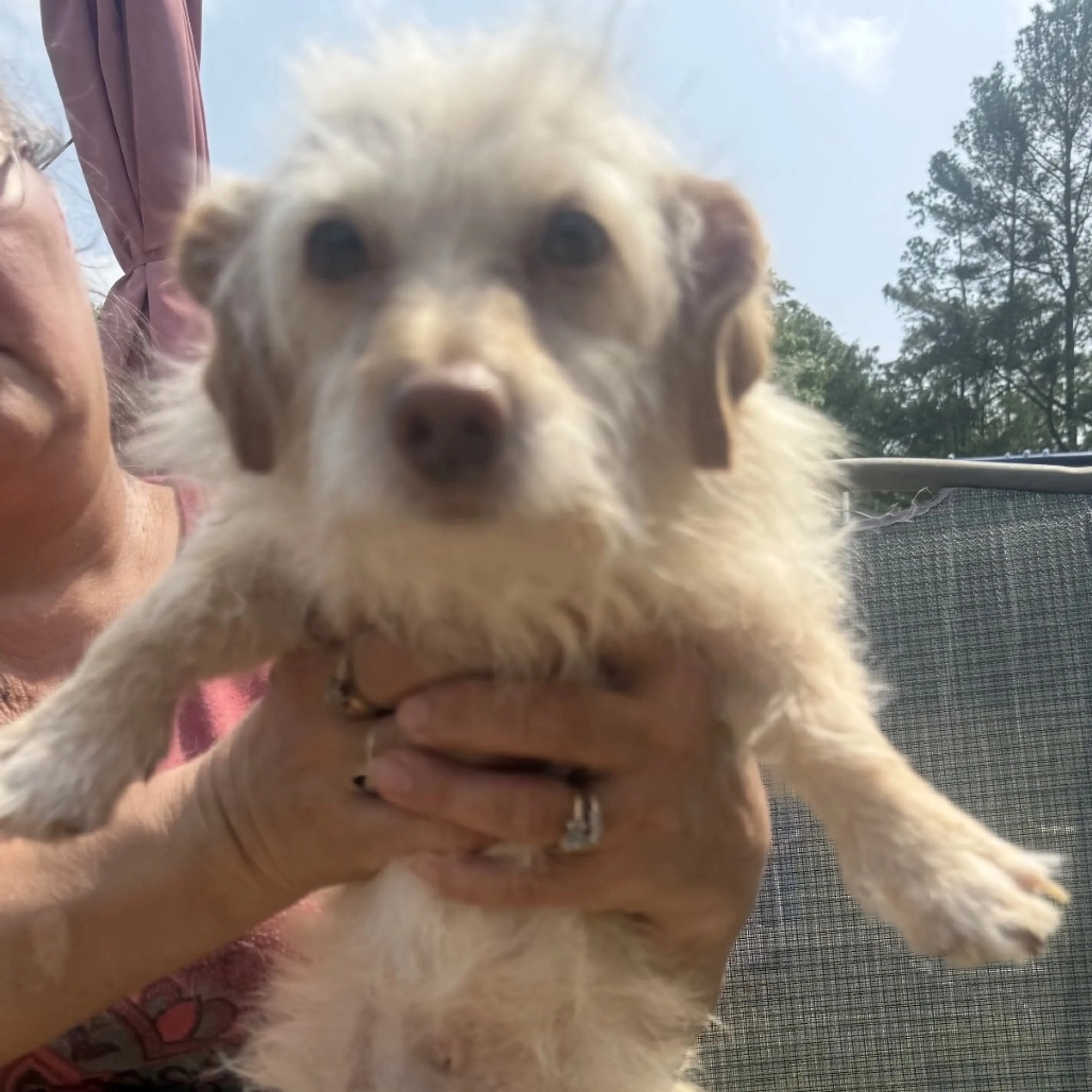 Found pet-1