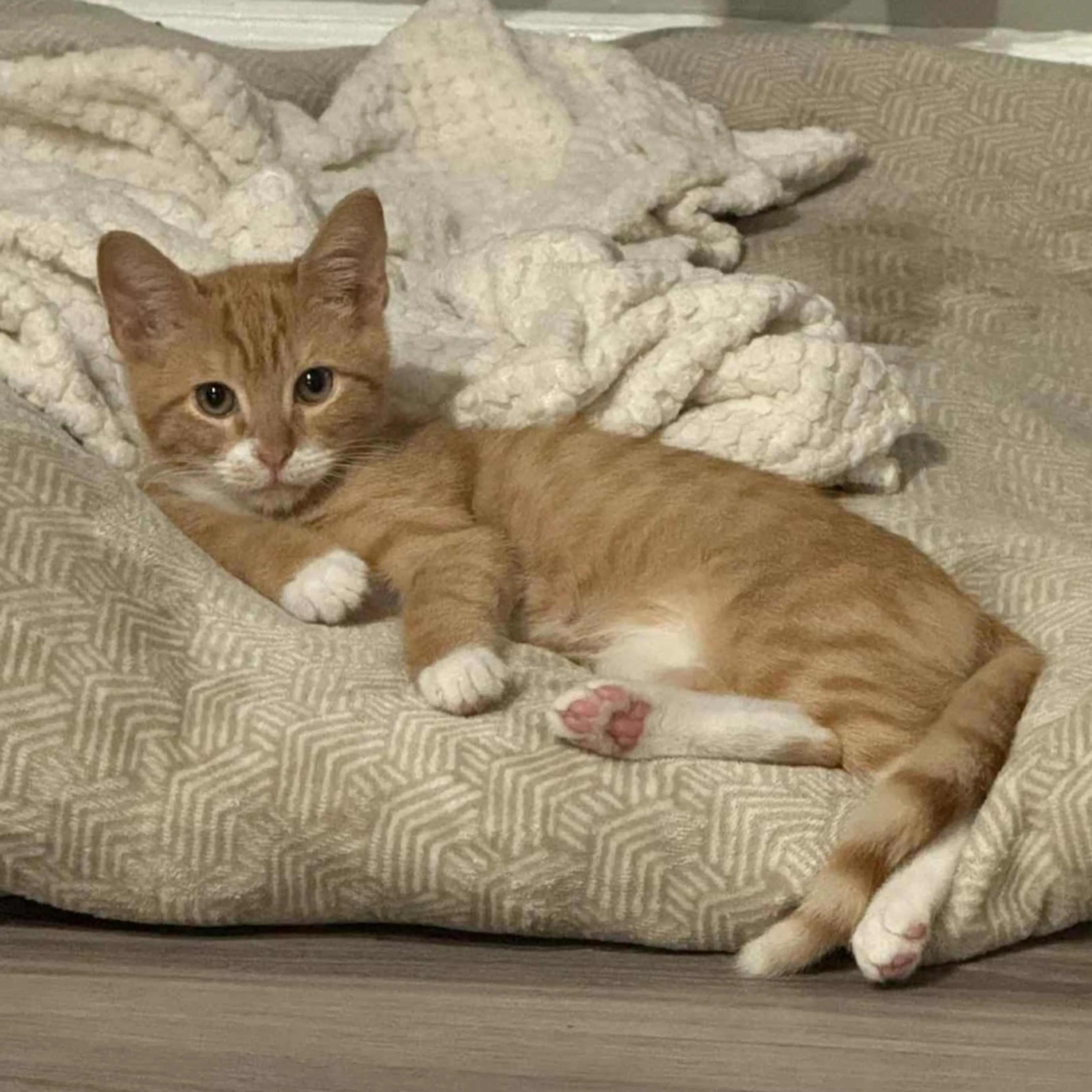 Found pet-1