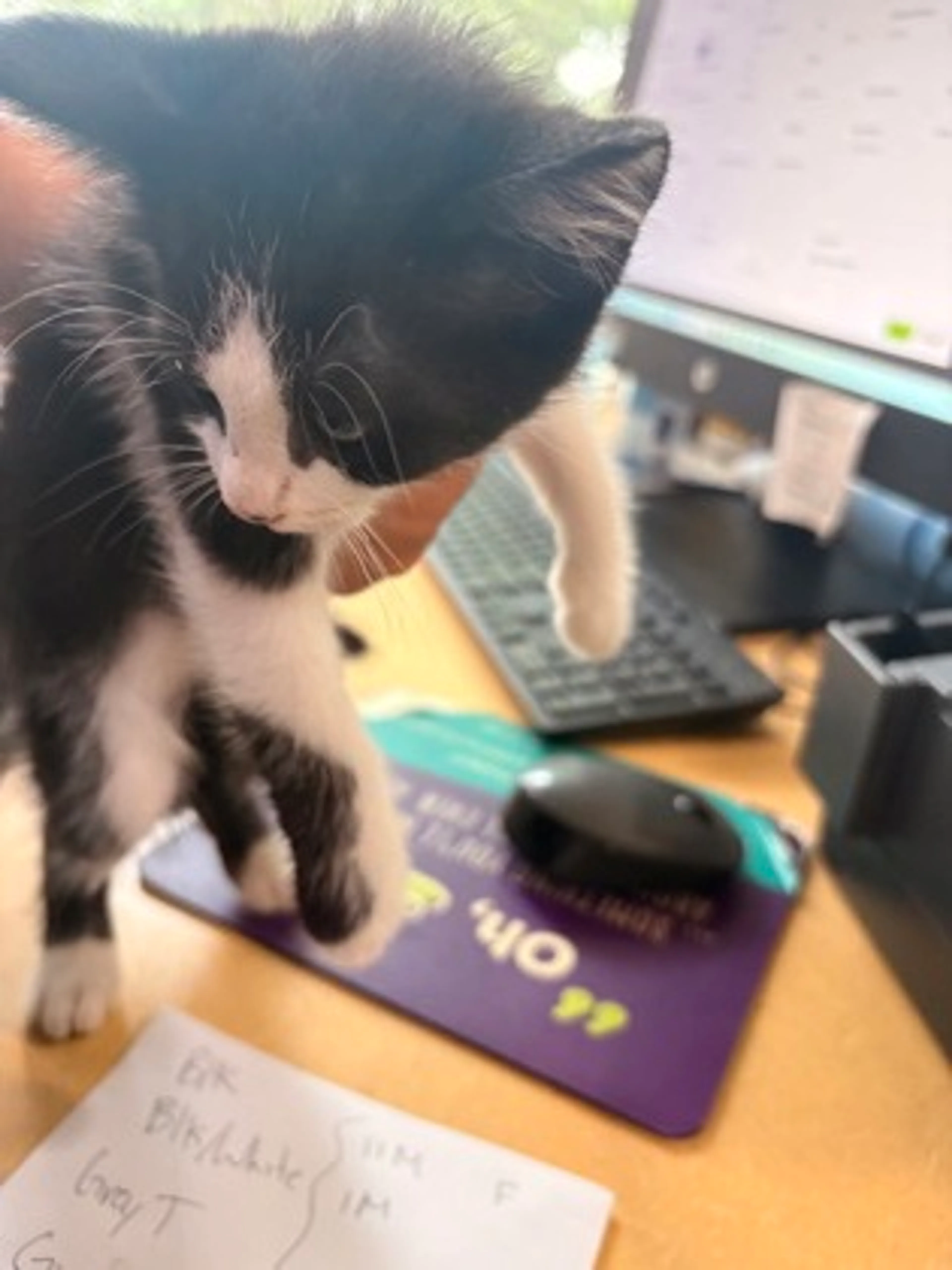 Found pet-1