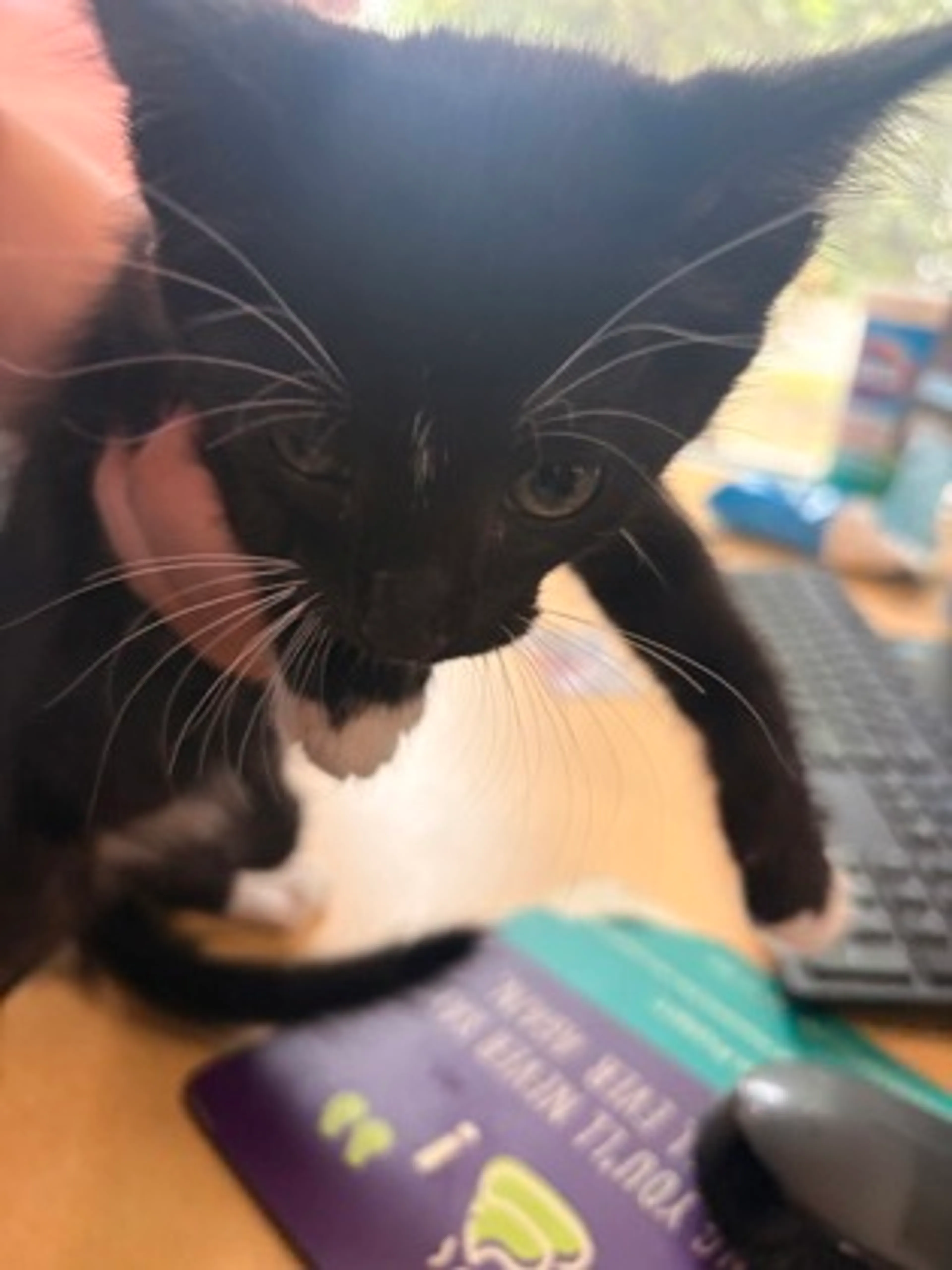 Found pet-1