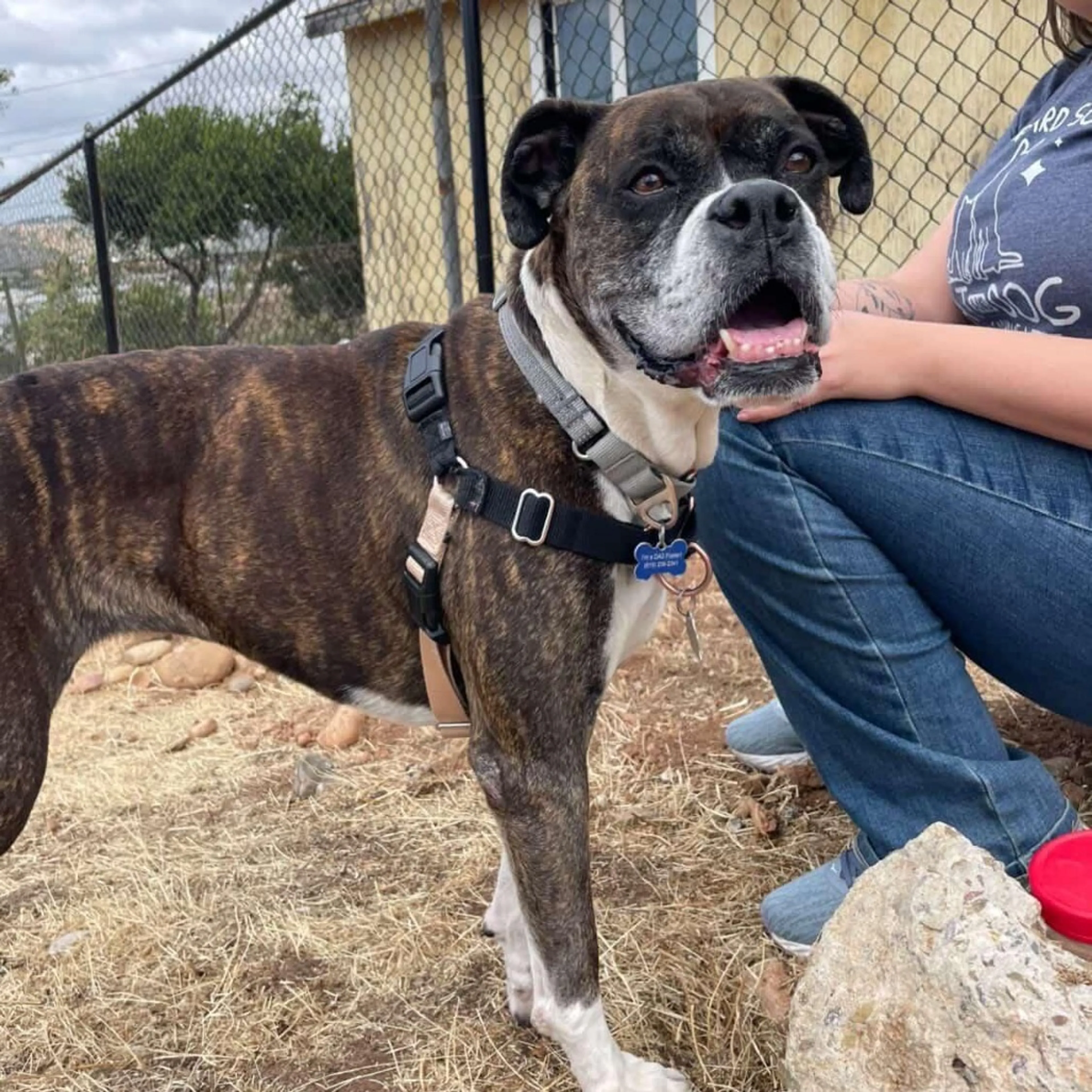 Found pet-1