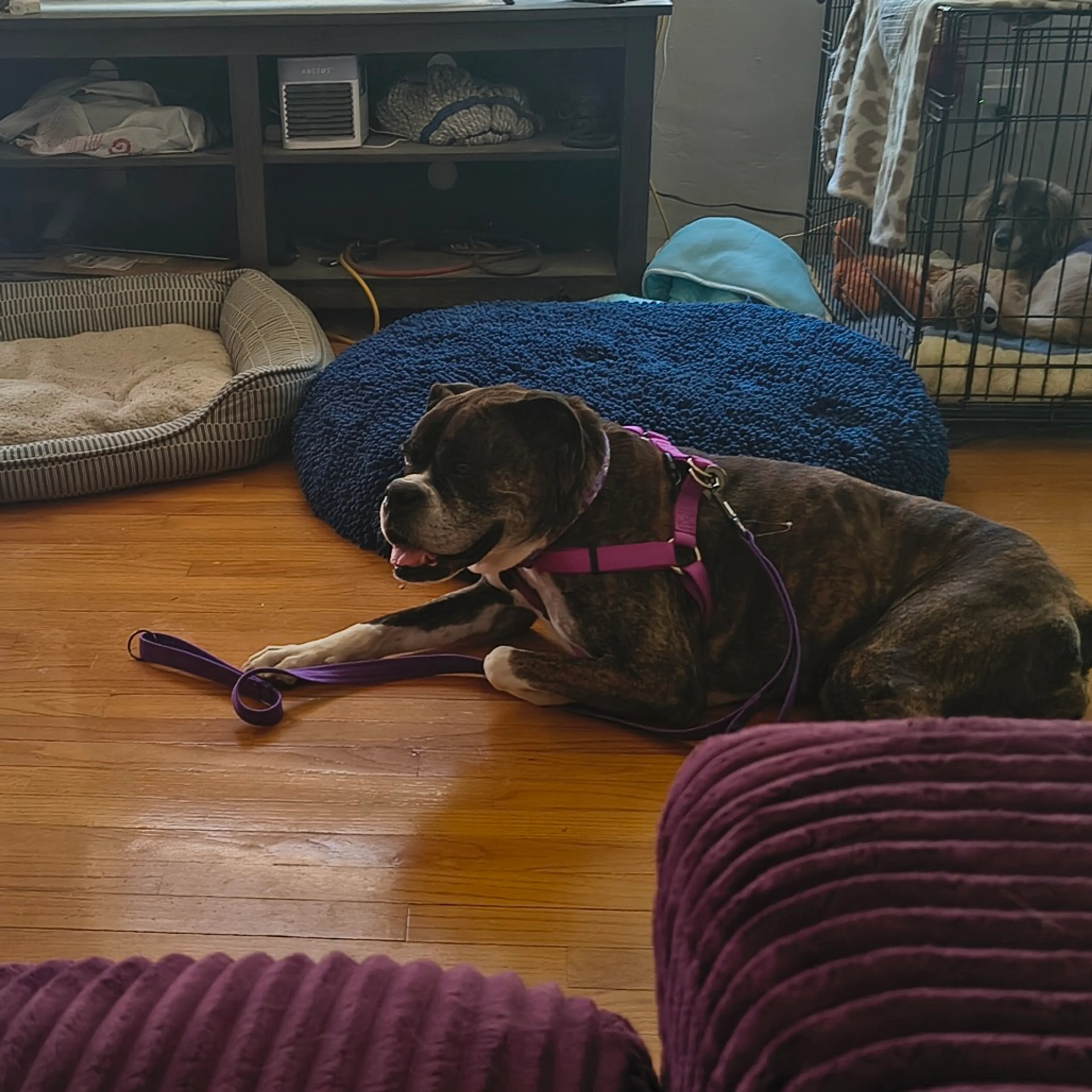 Found pet-5