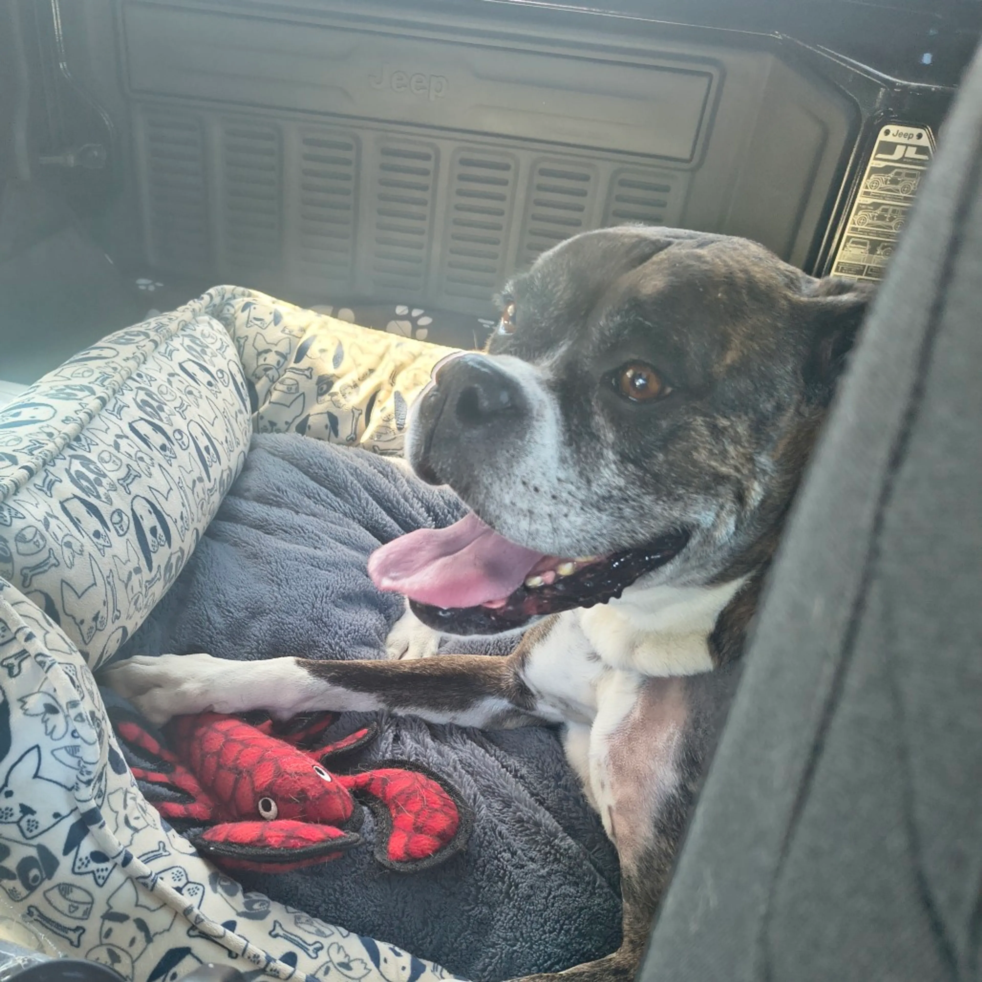 Found pet-3