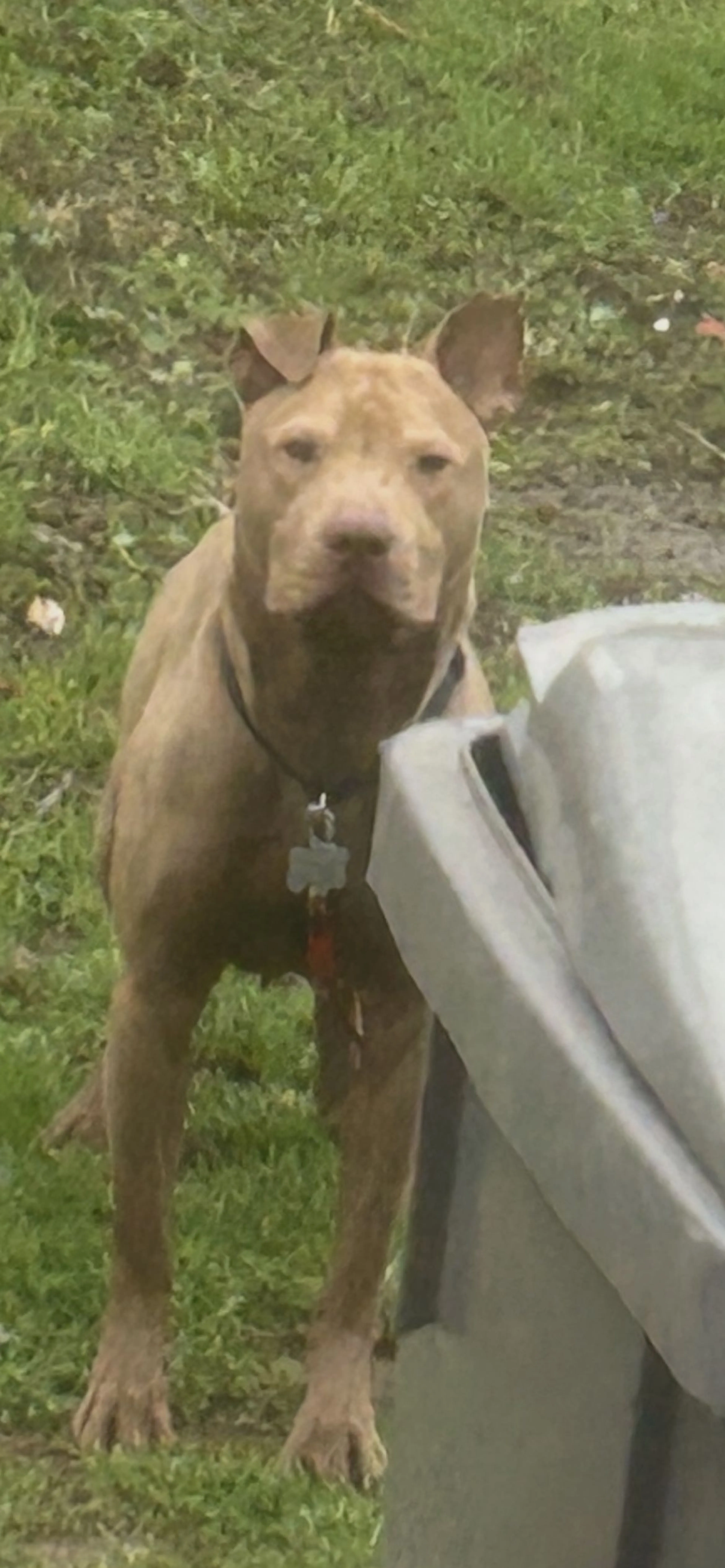 Lost pet