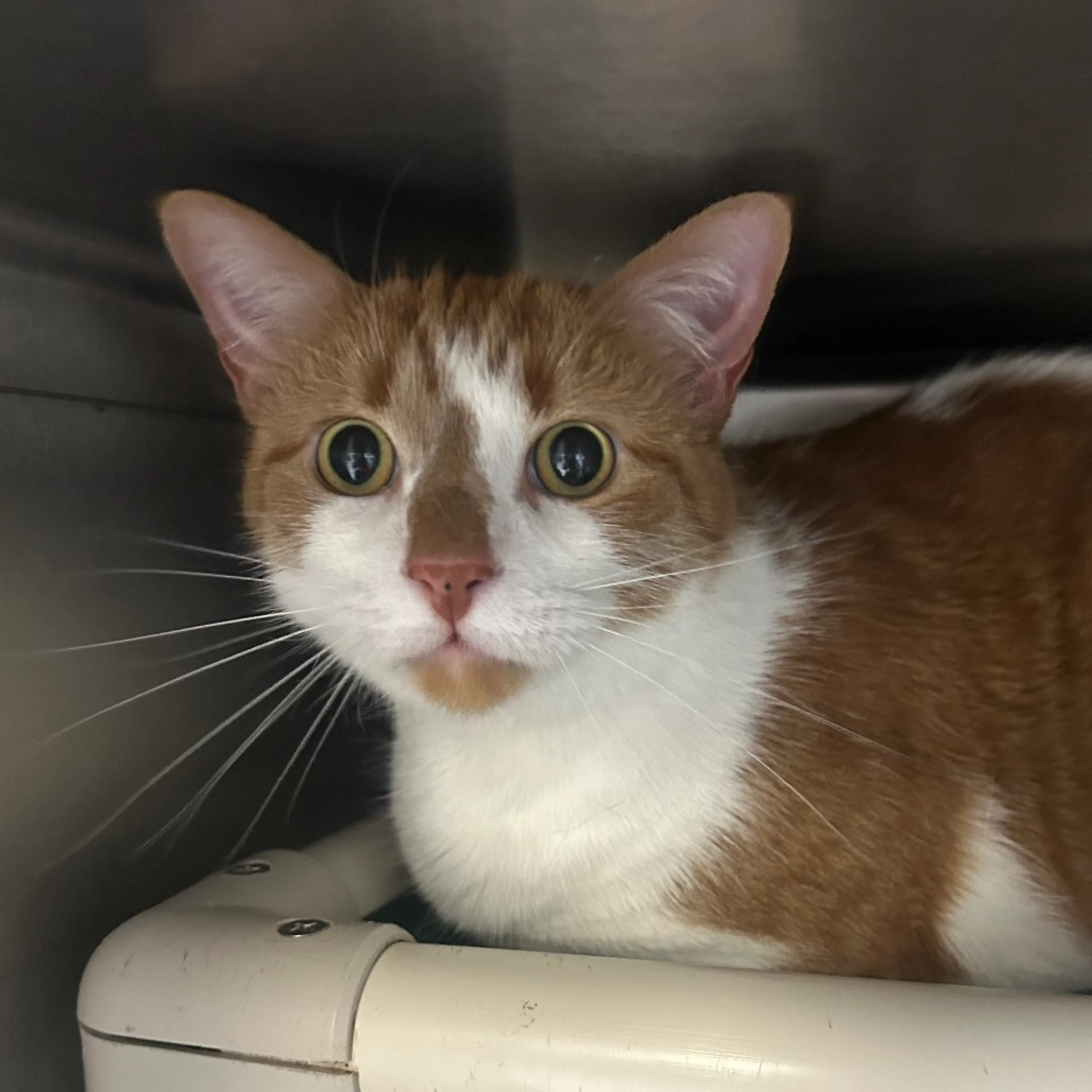 Found pet