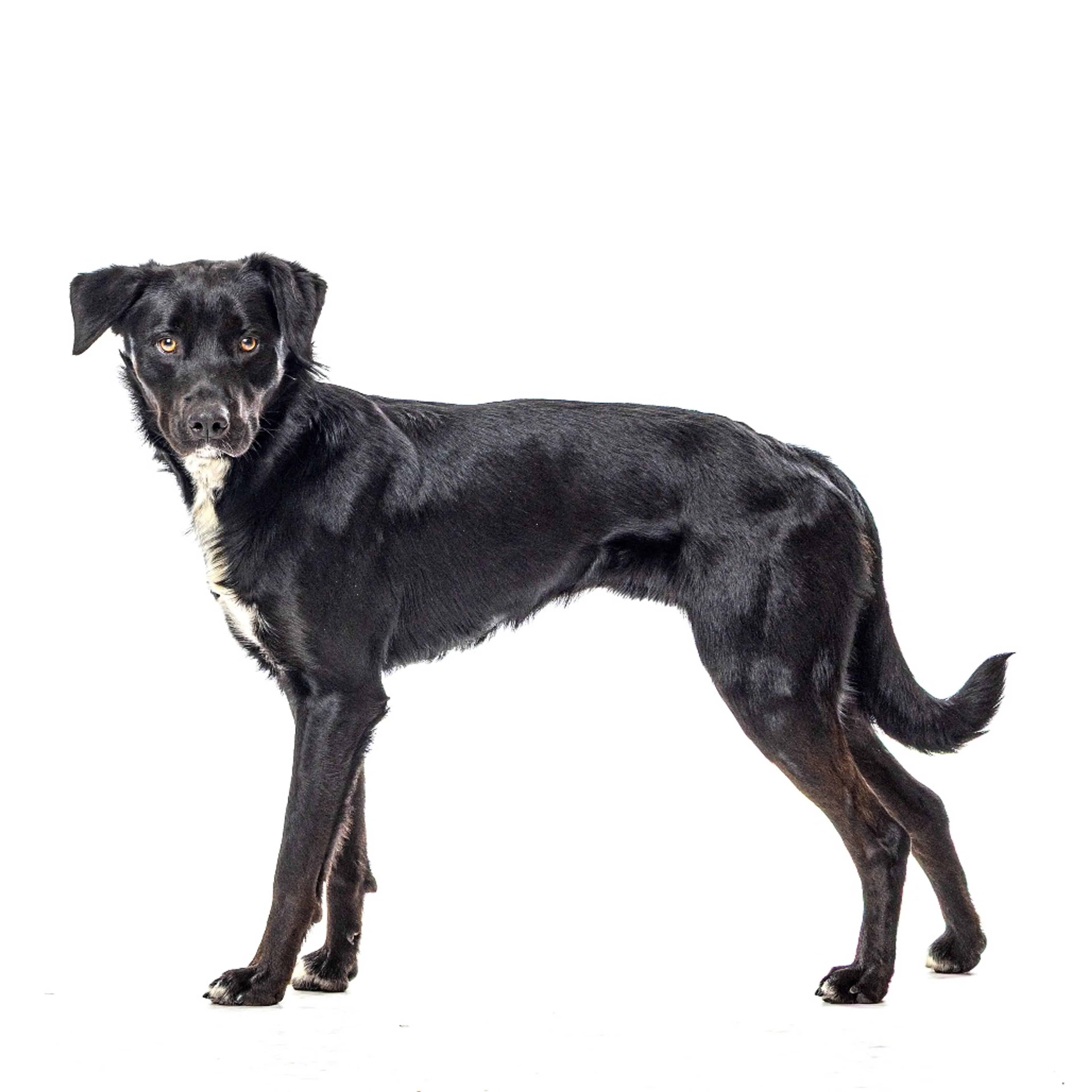 Found pet-3
