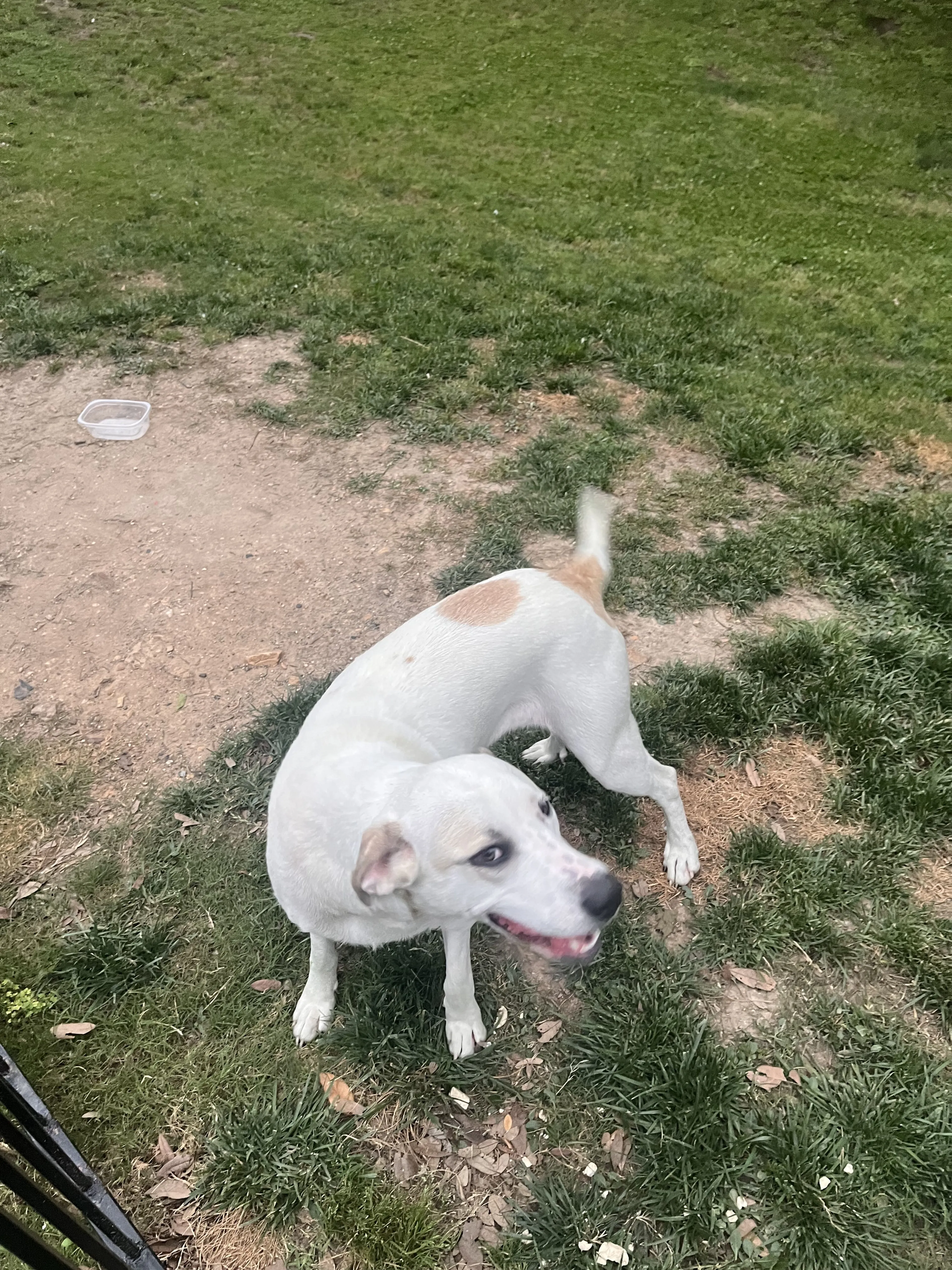 Lost pet-1