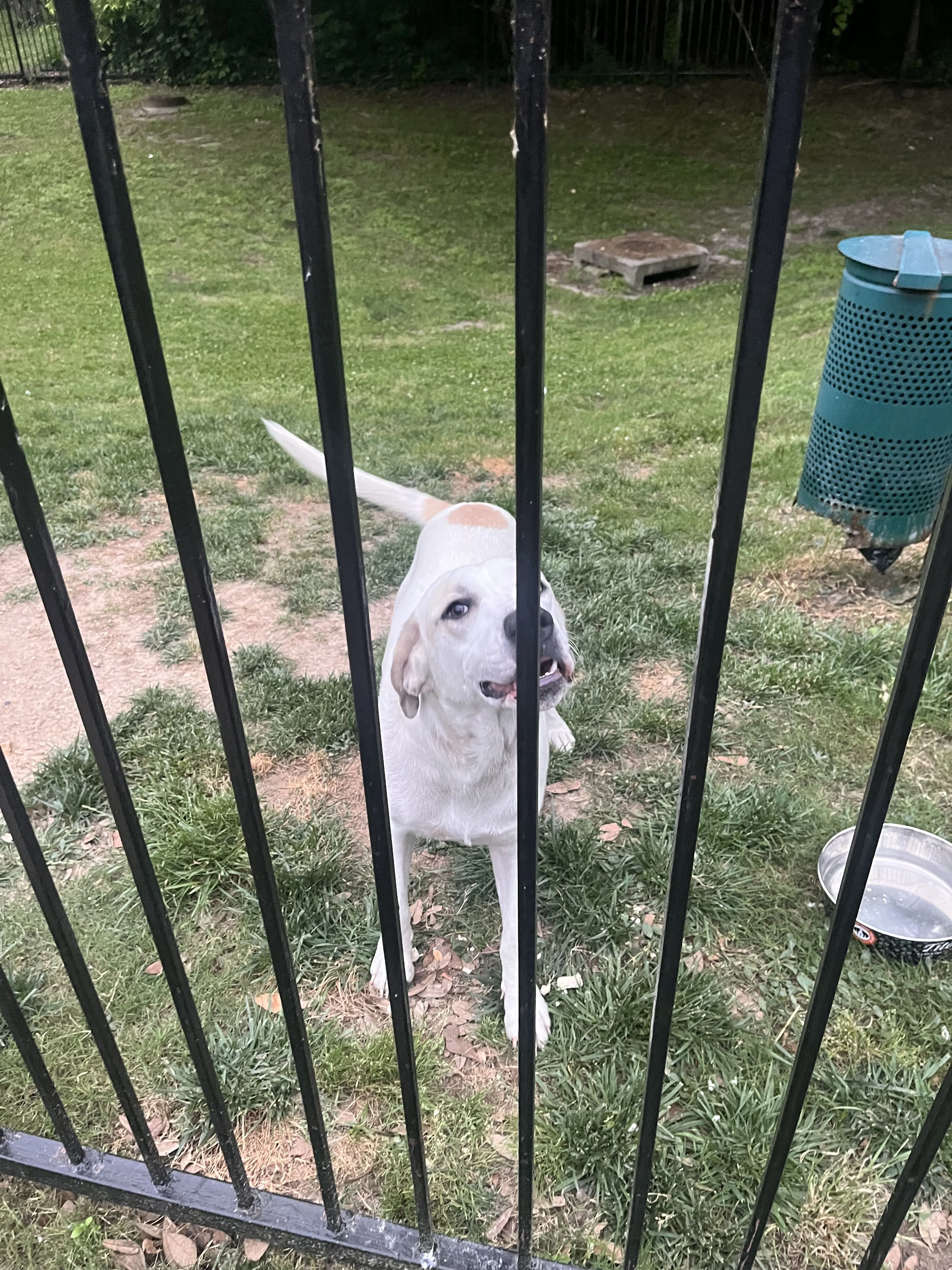Lost pet-0