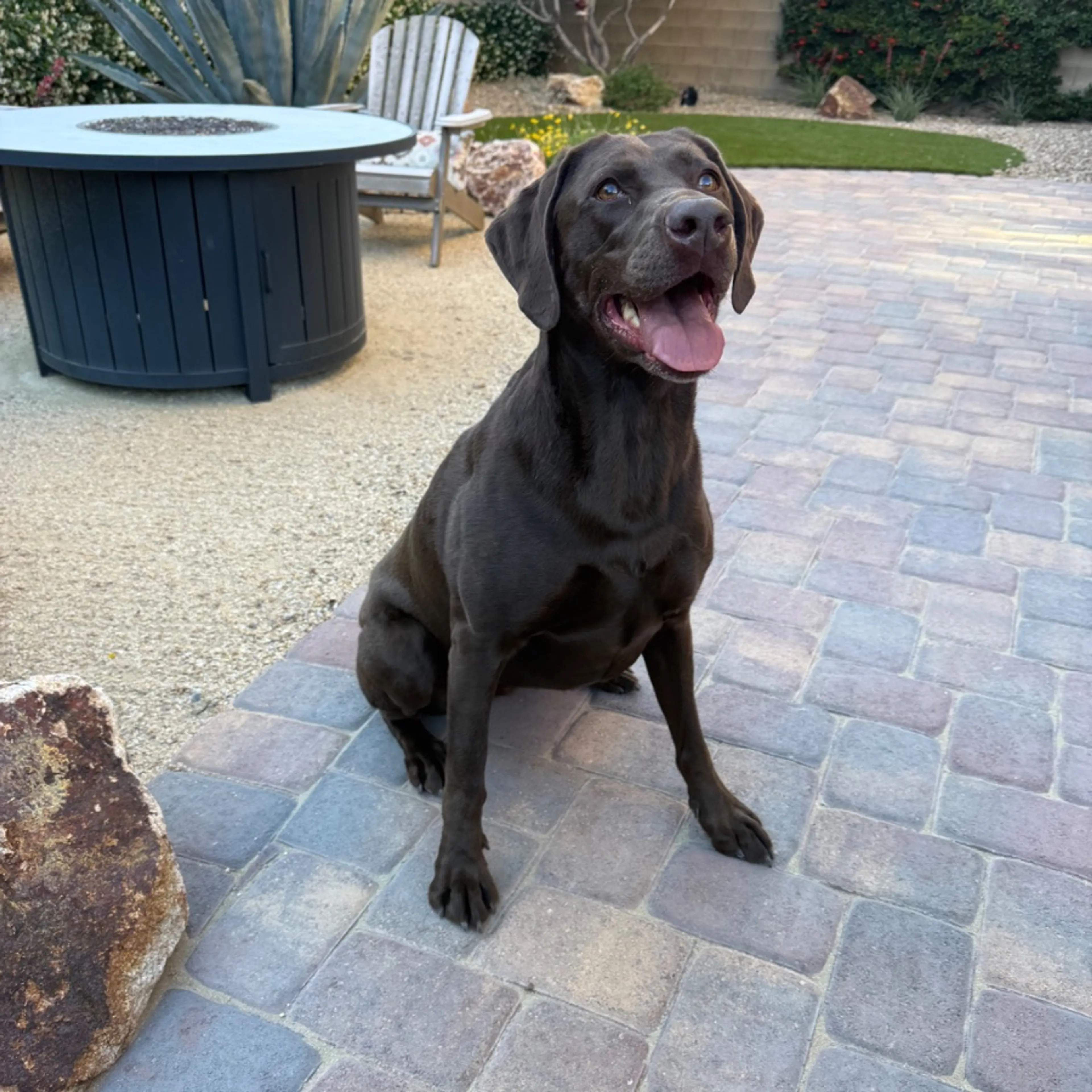 Found pet