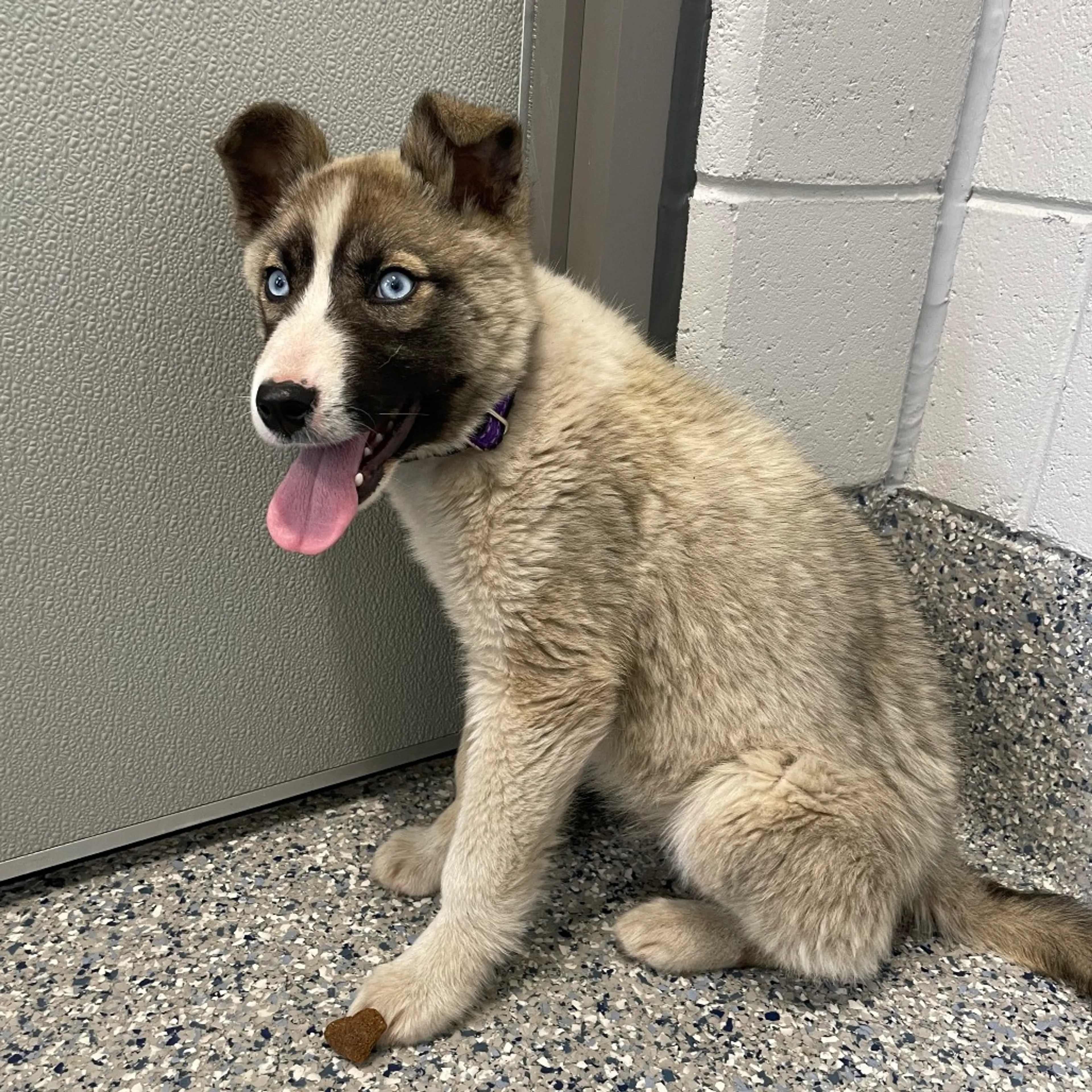Found pet