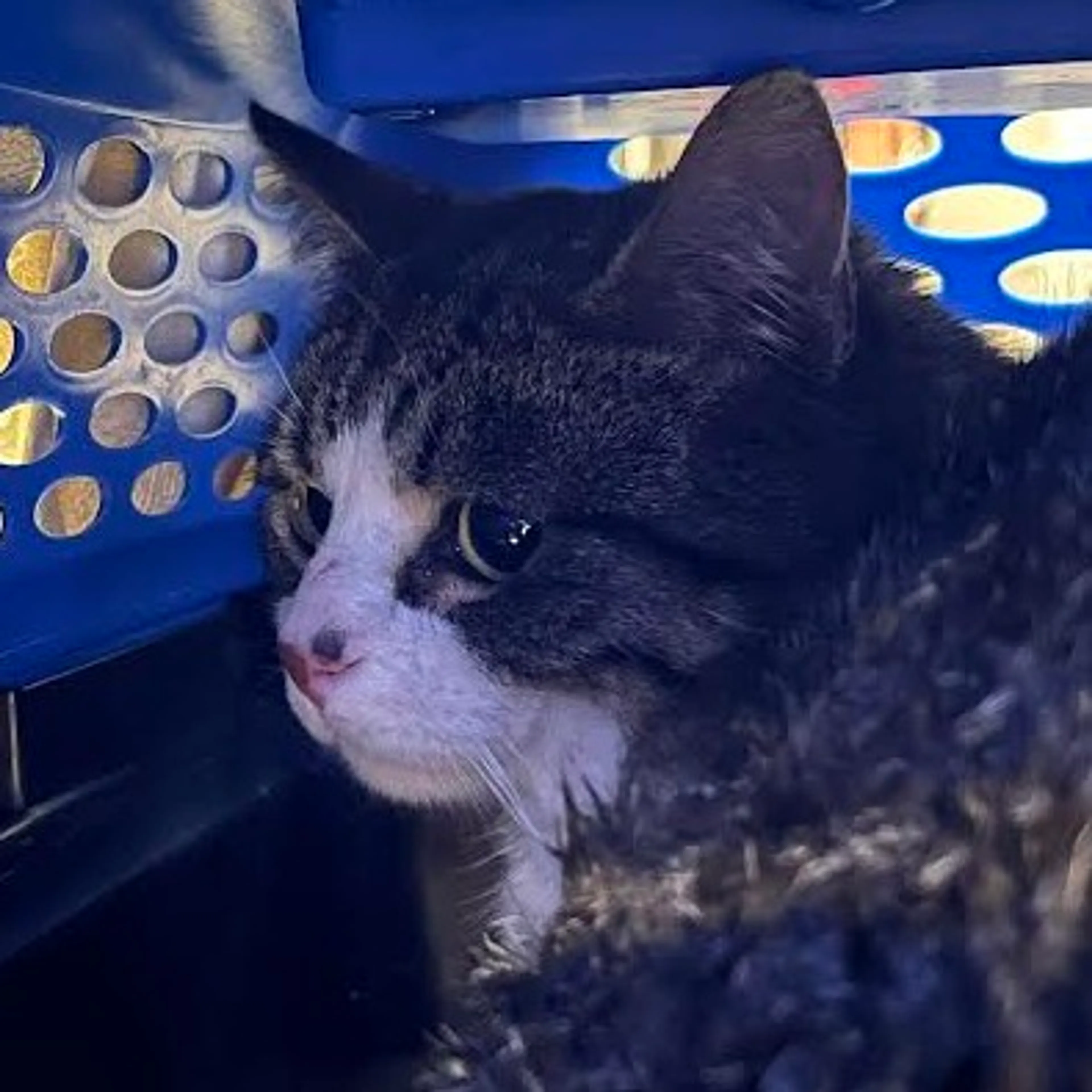 Found pet
