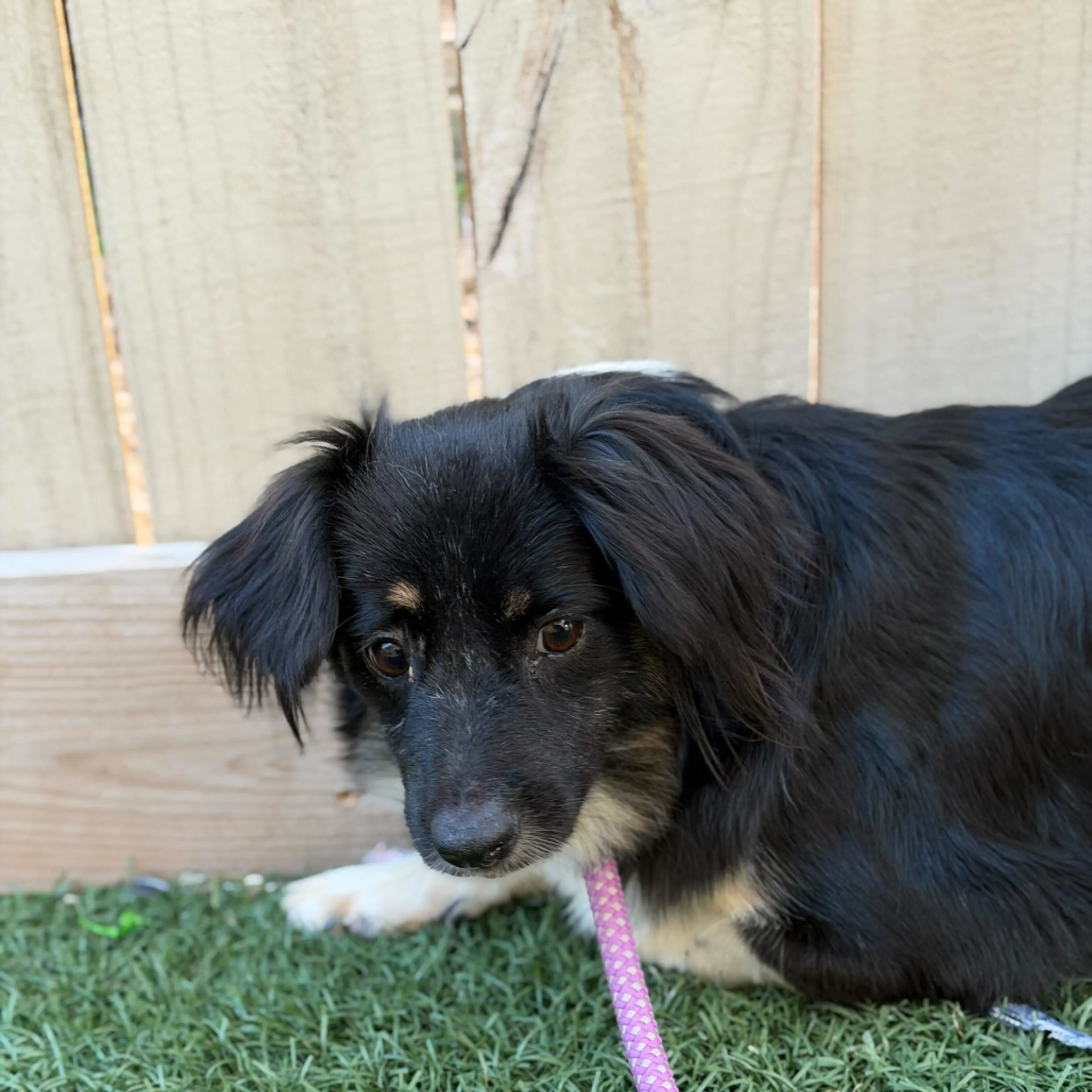 Found pet-2