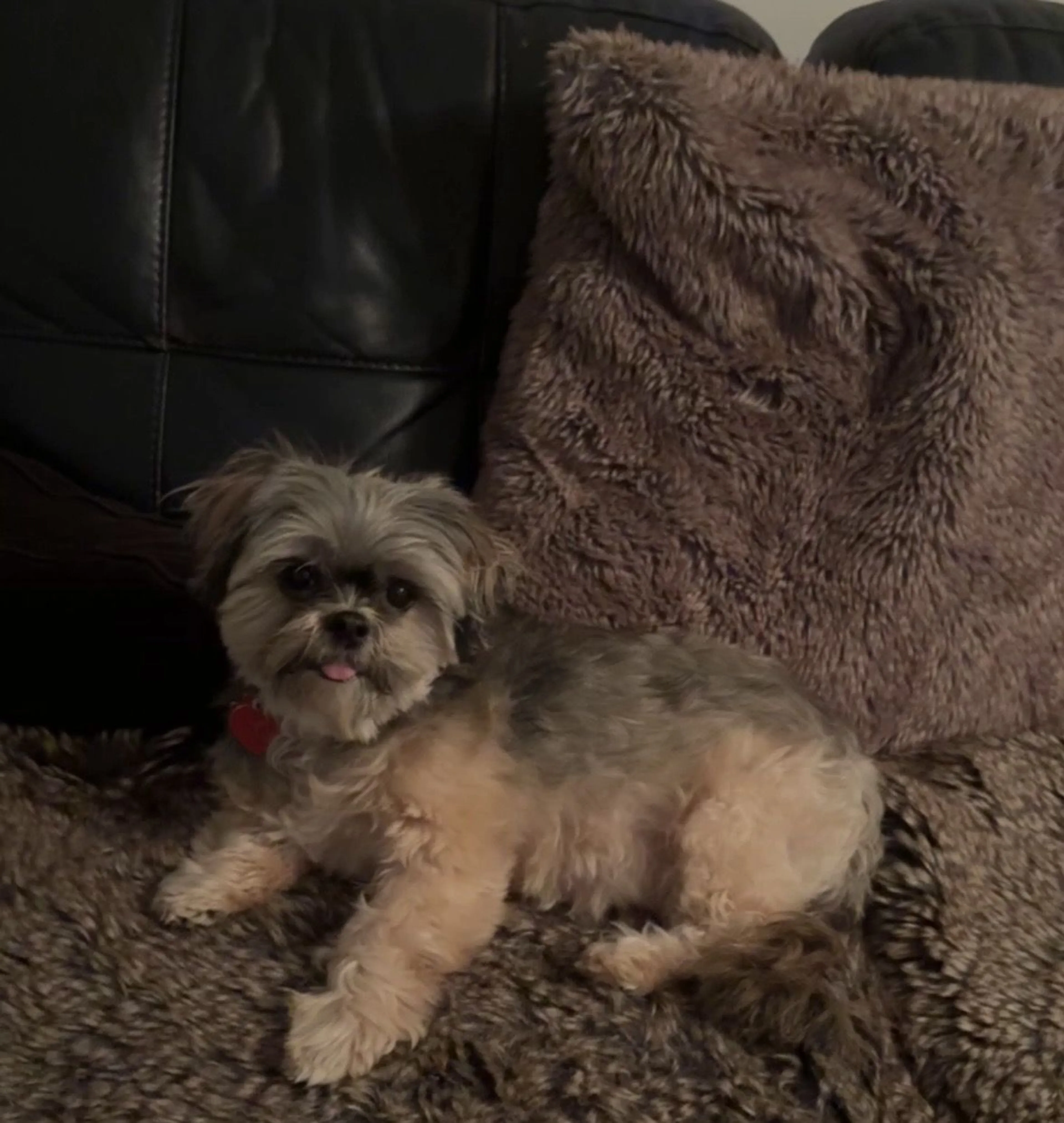 Lost pet