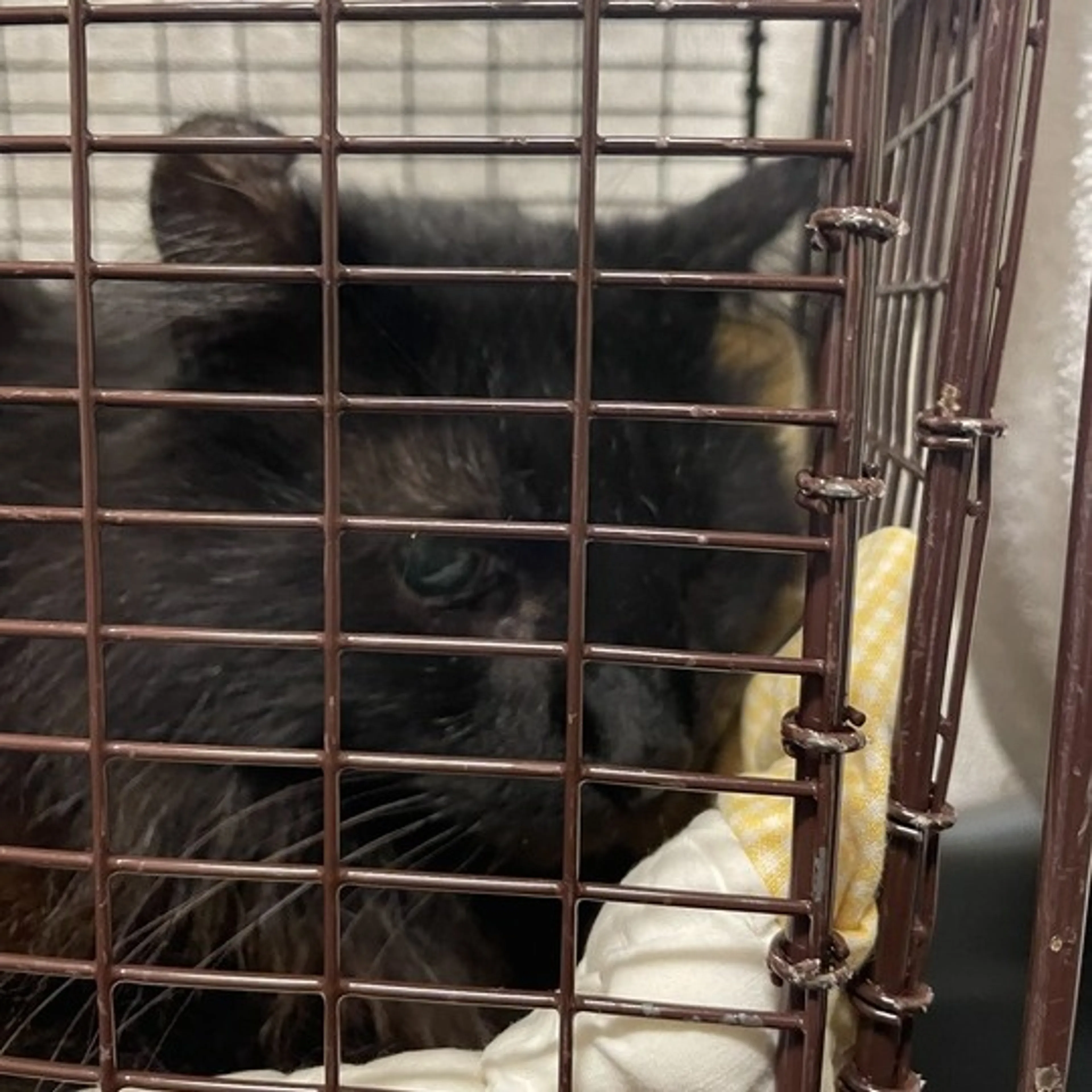 Found pet