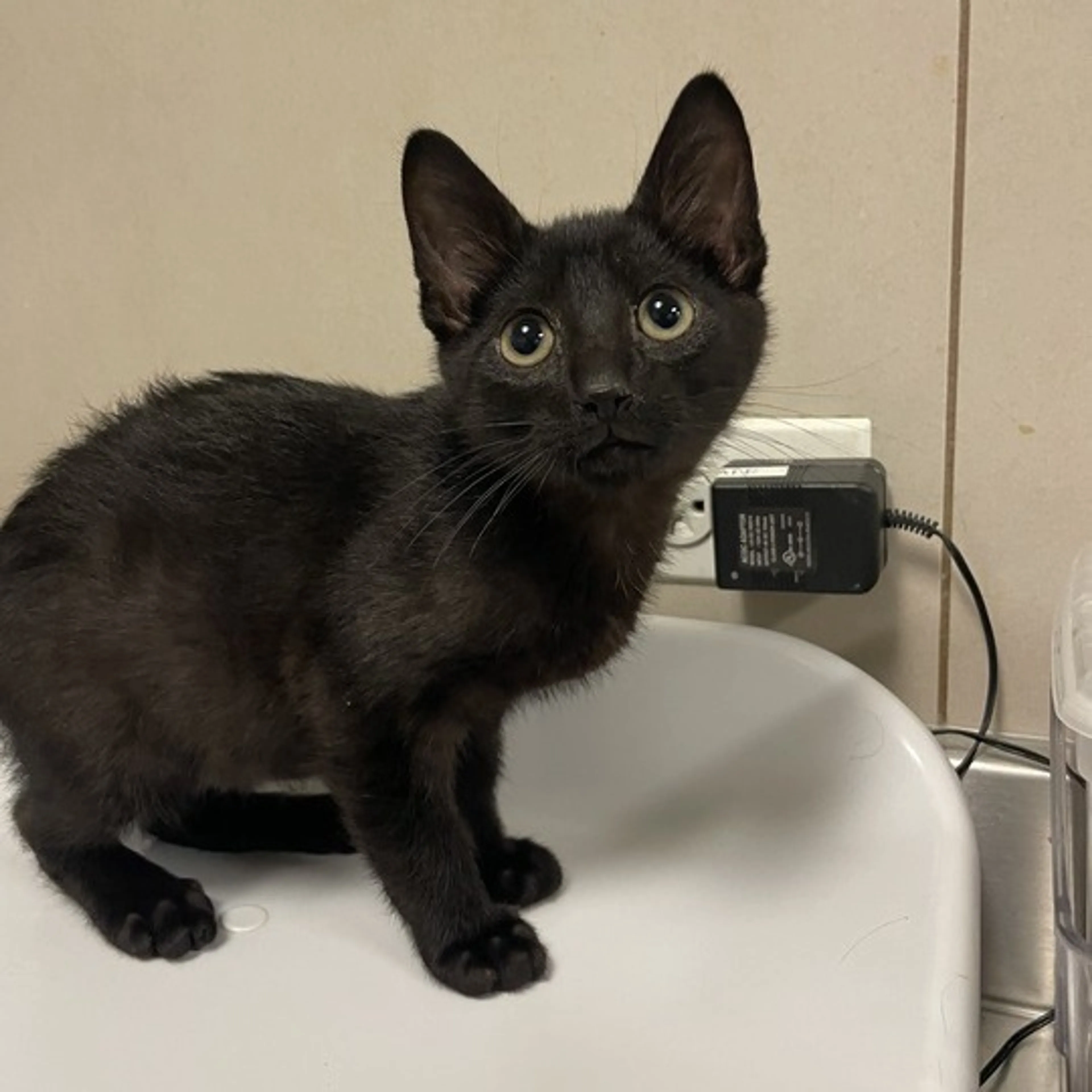 Found pet-0