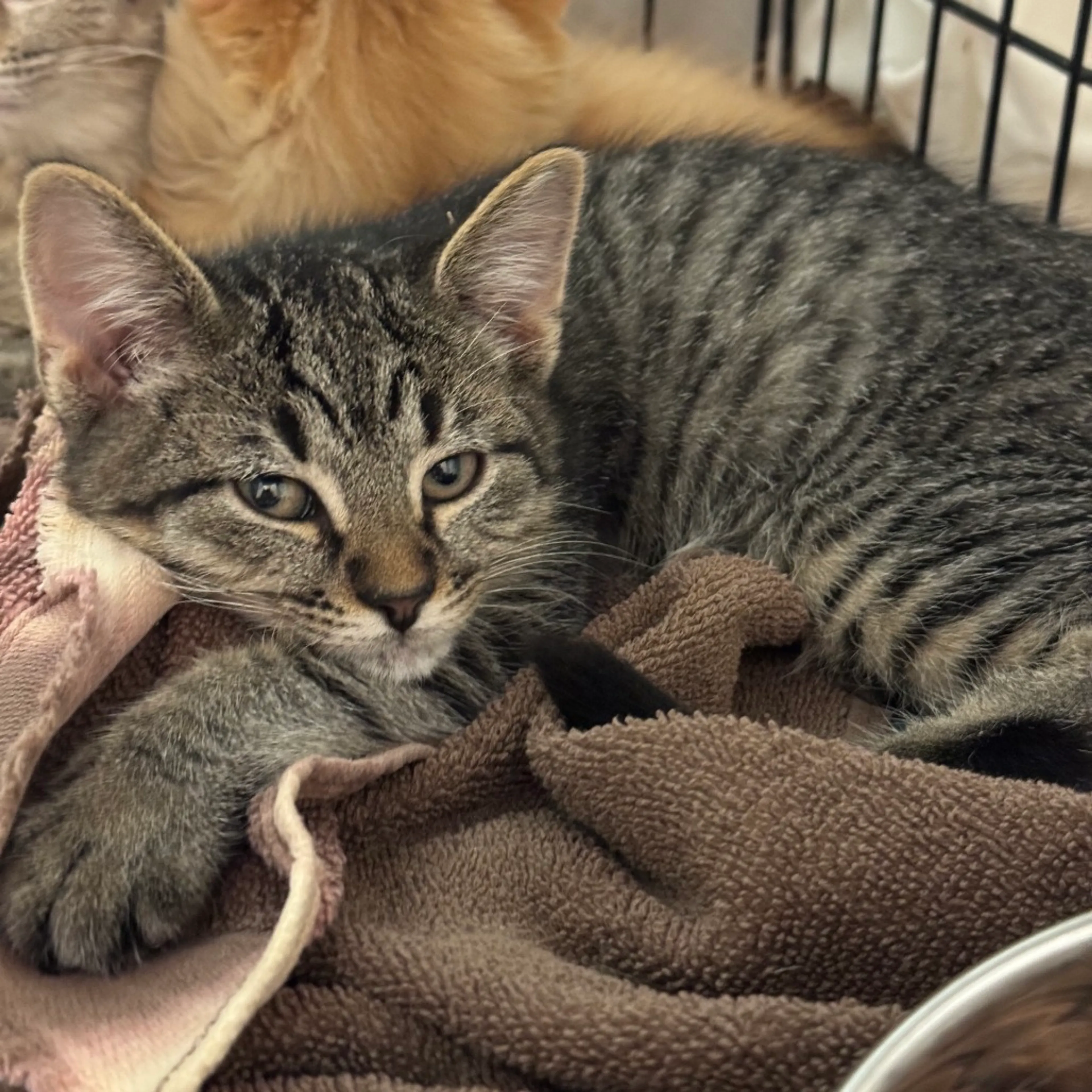 Found pet-1